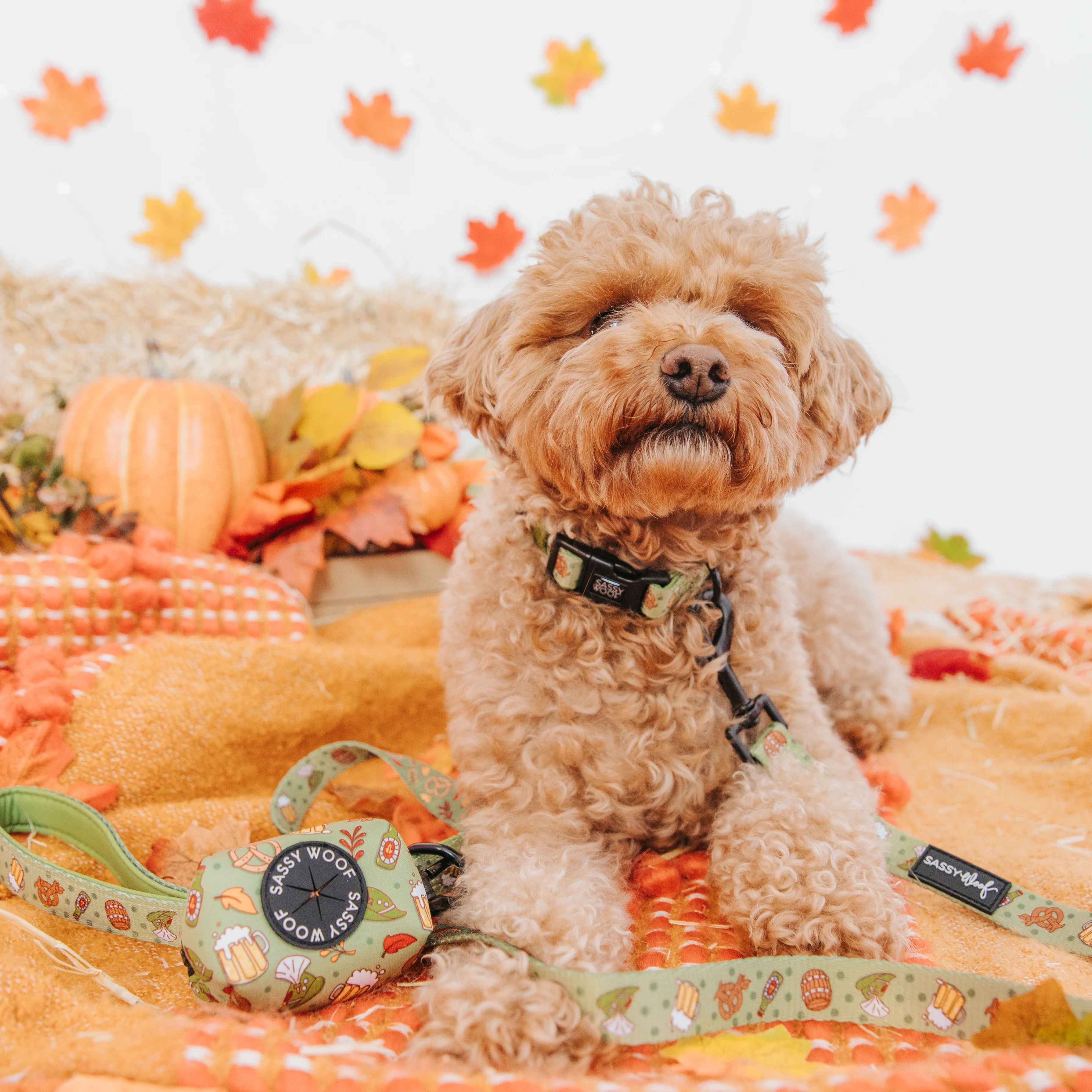 Dog Collar - Wurst Behavior - Image 8