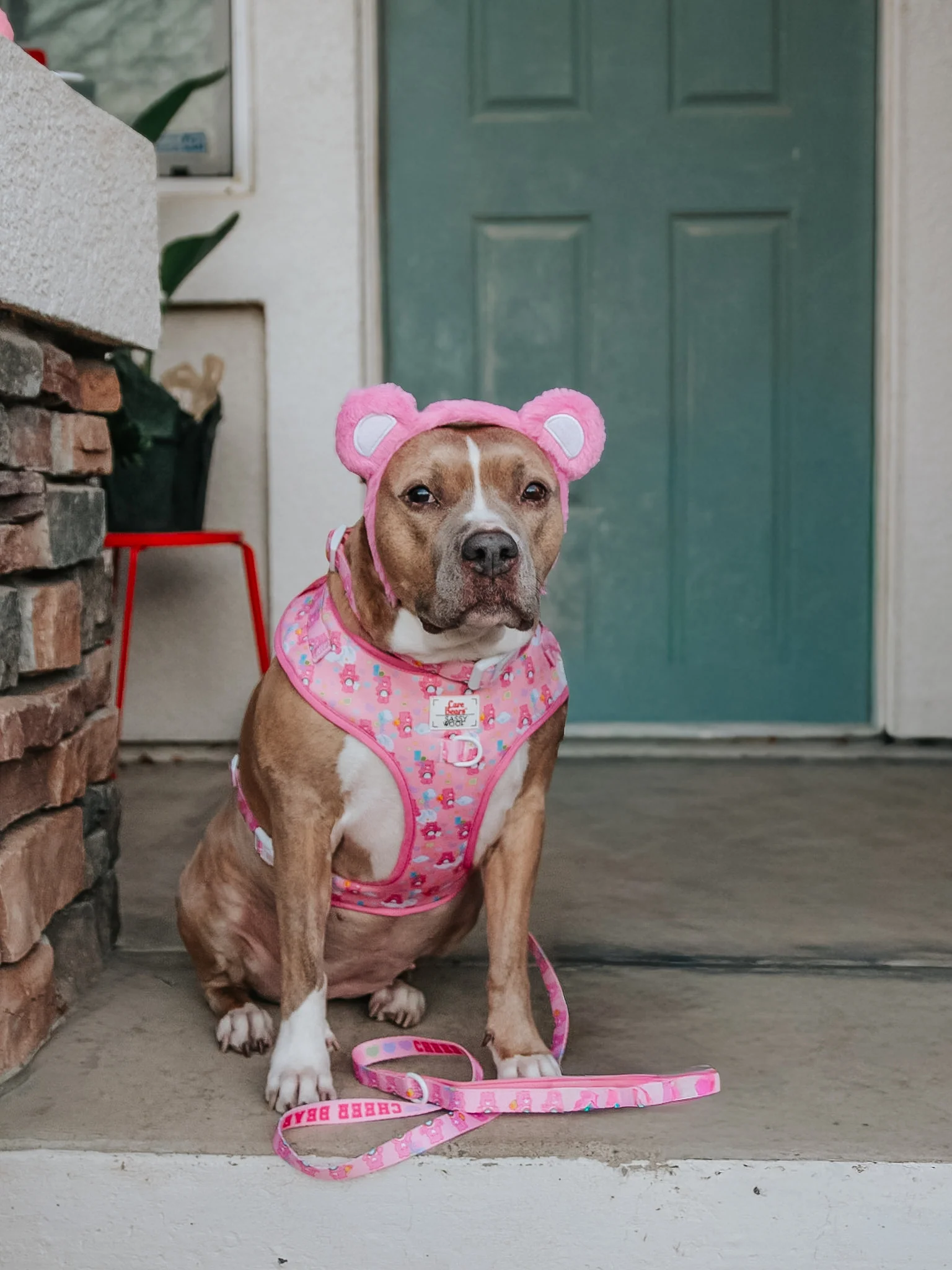 Dog Four Piece Bundle - Care Bears™ Cheer Bear - Image 13
