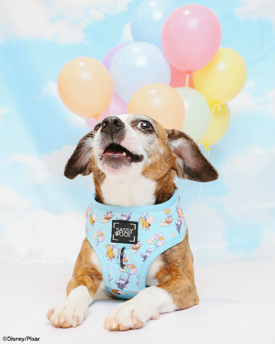 Dog Two Piece Bundle - Disney and Pixar's Up - Image 10