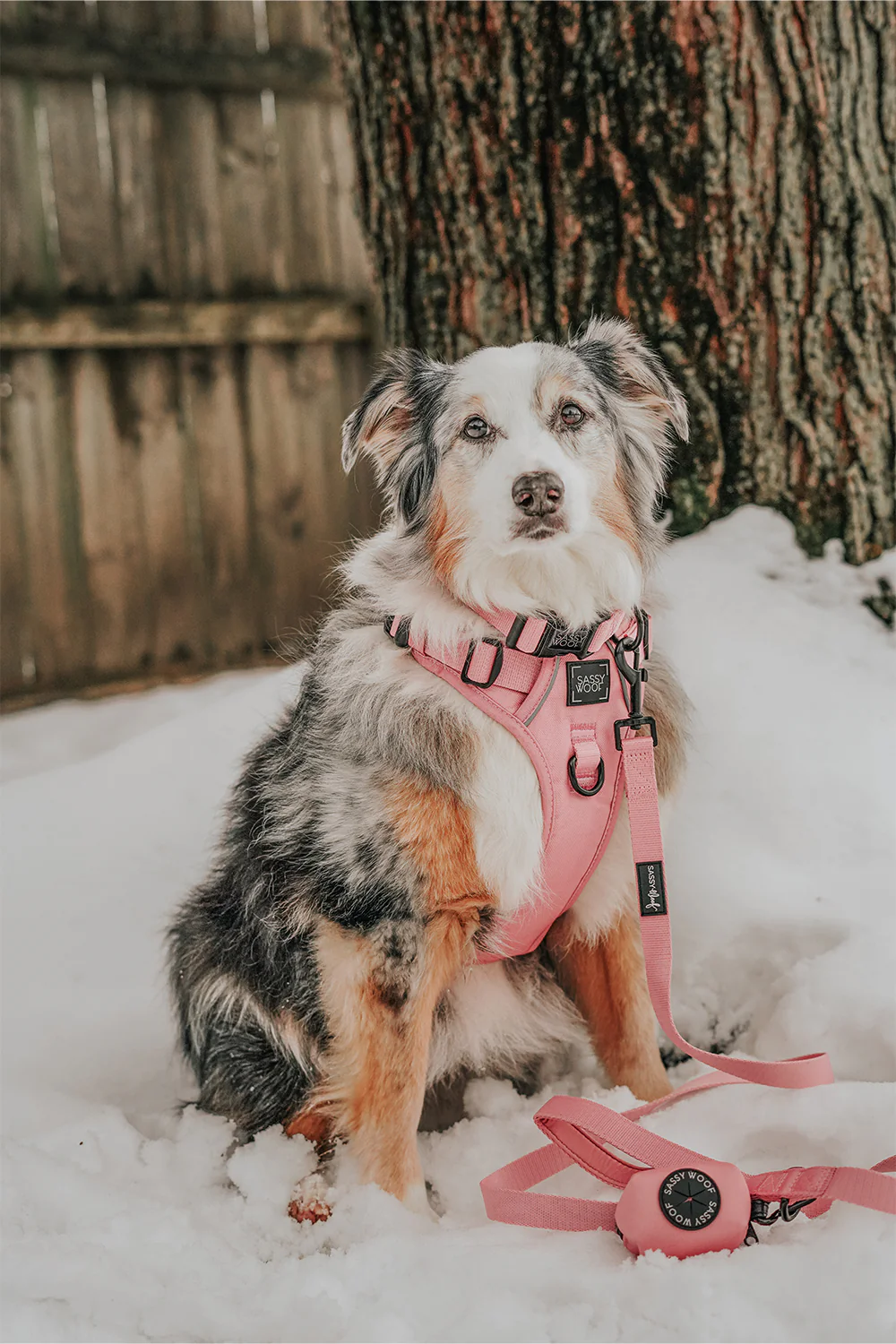 Dog Four Piece Bundle - Dusty Rose - Image 12