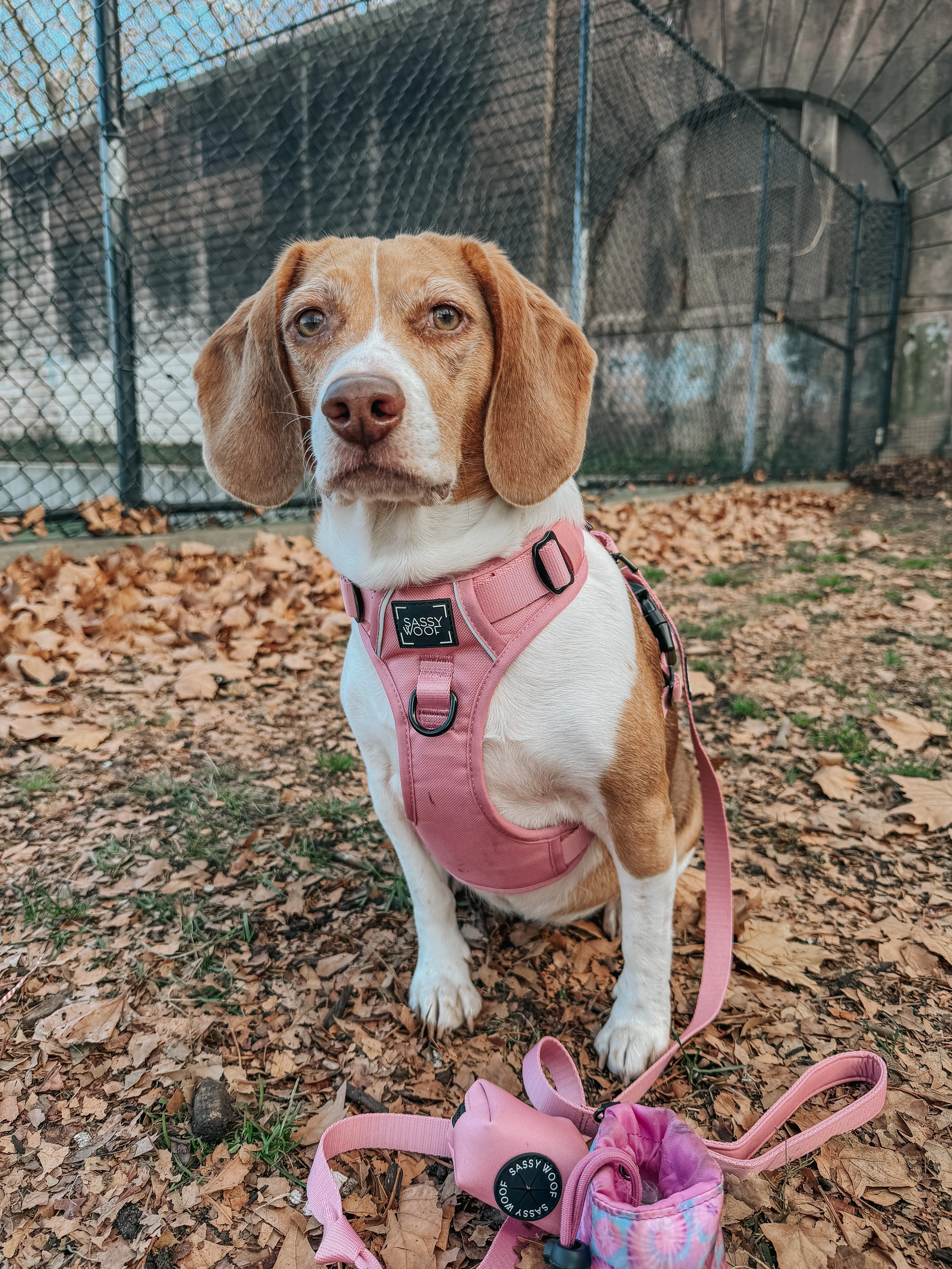 Dog Four Piece Bundle - Dusty Rose - Image 15