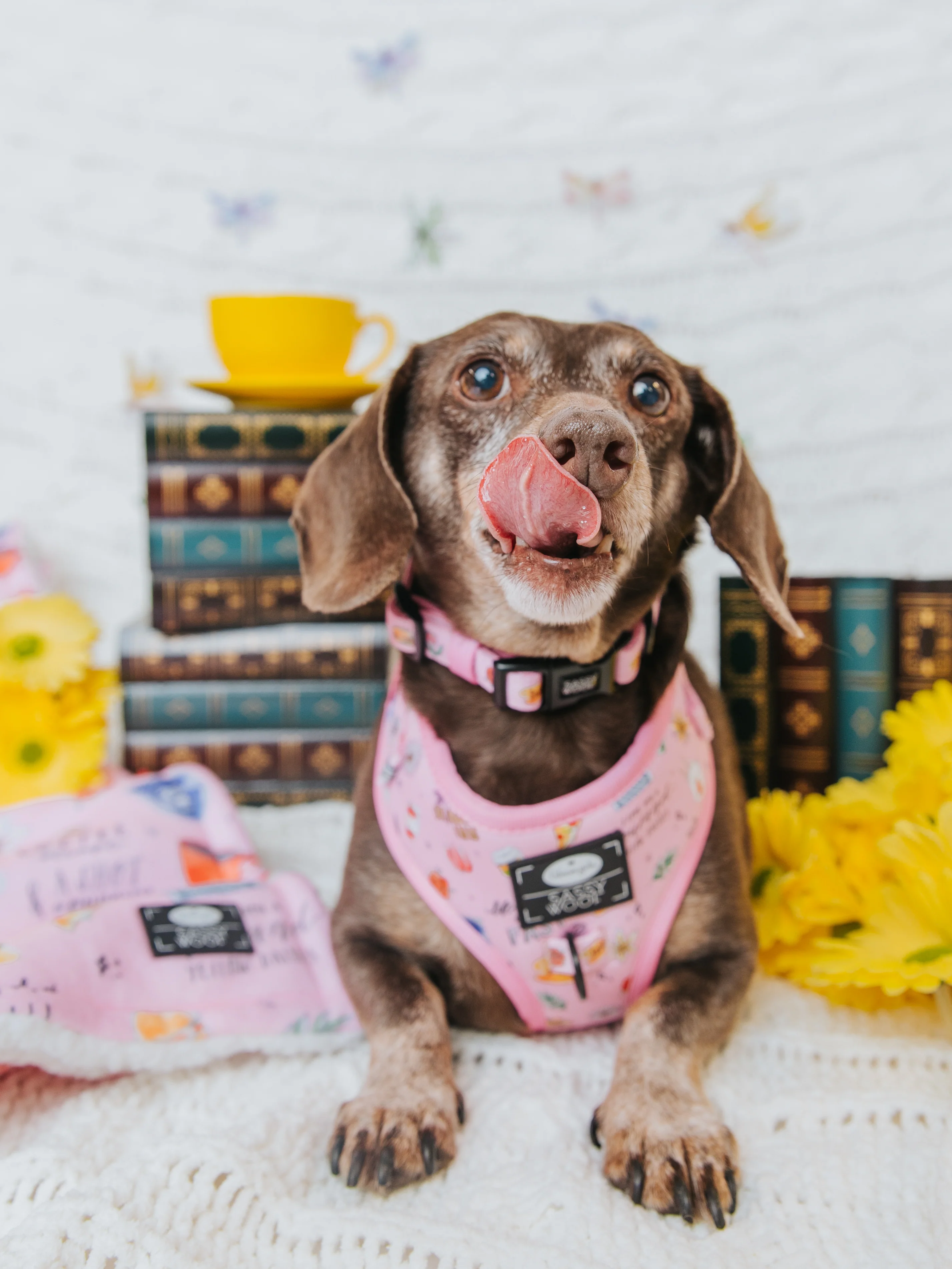 Dog Four Piece Bundle - Gilmore Girls™ - Image 11