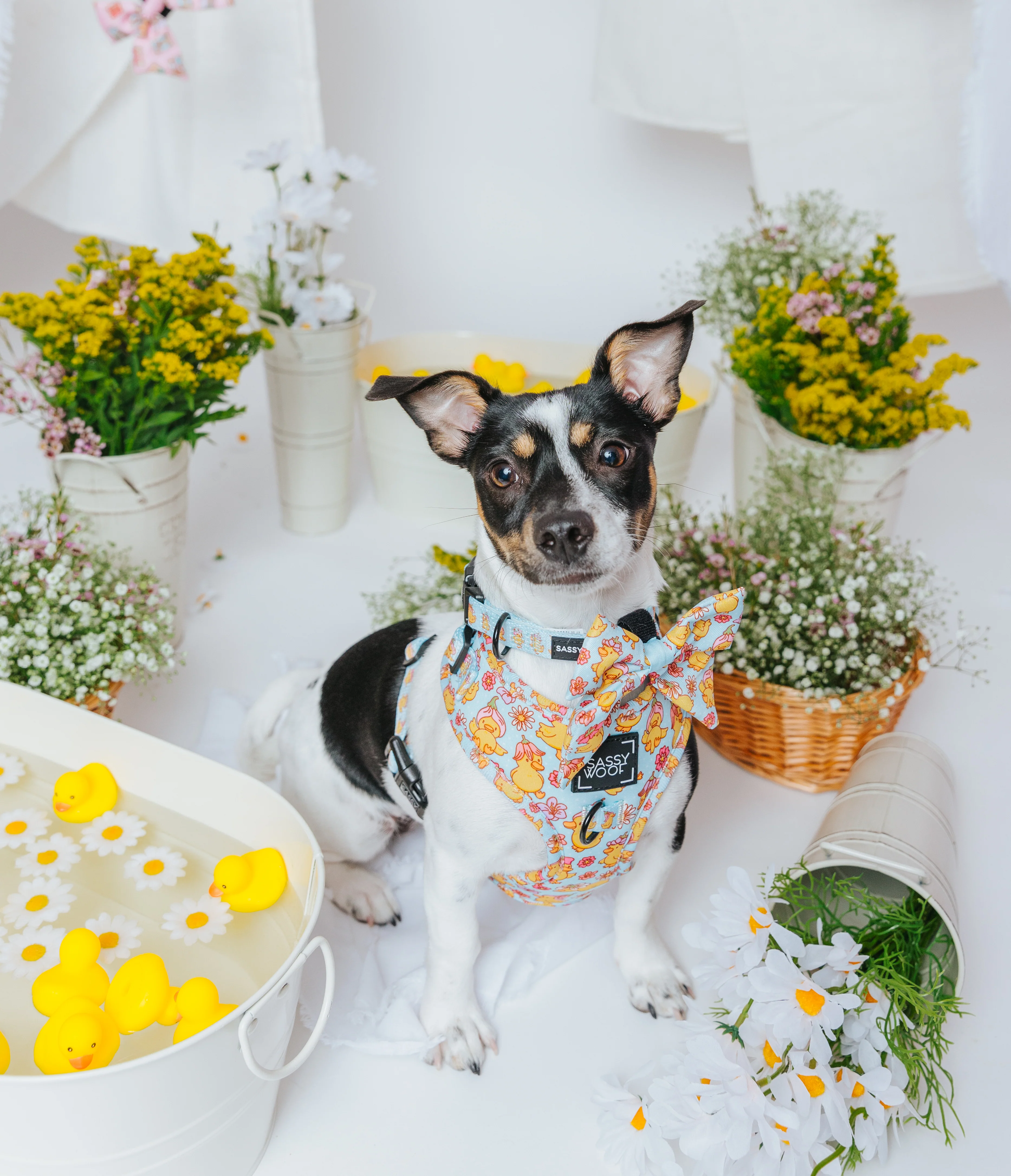 Dog Four Piece Bundle - Good Duck, Babe! - Image 17