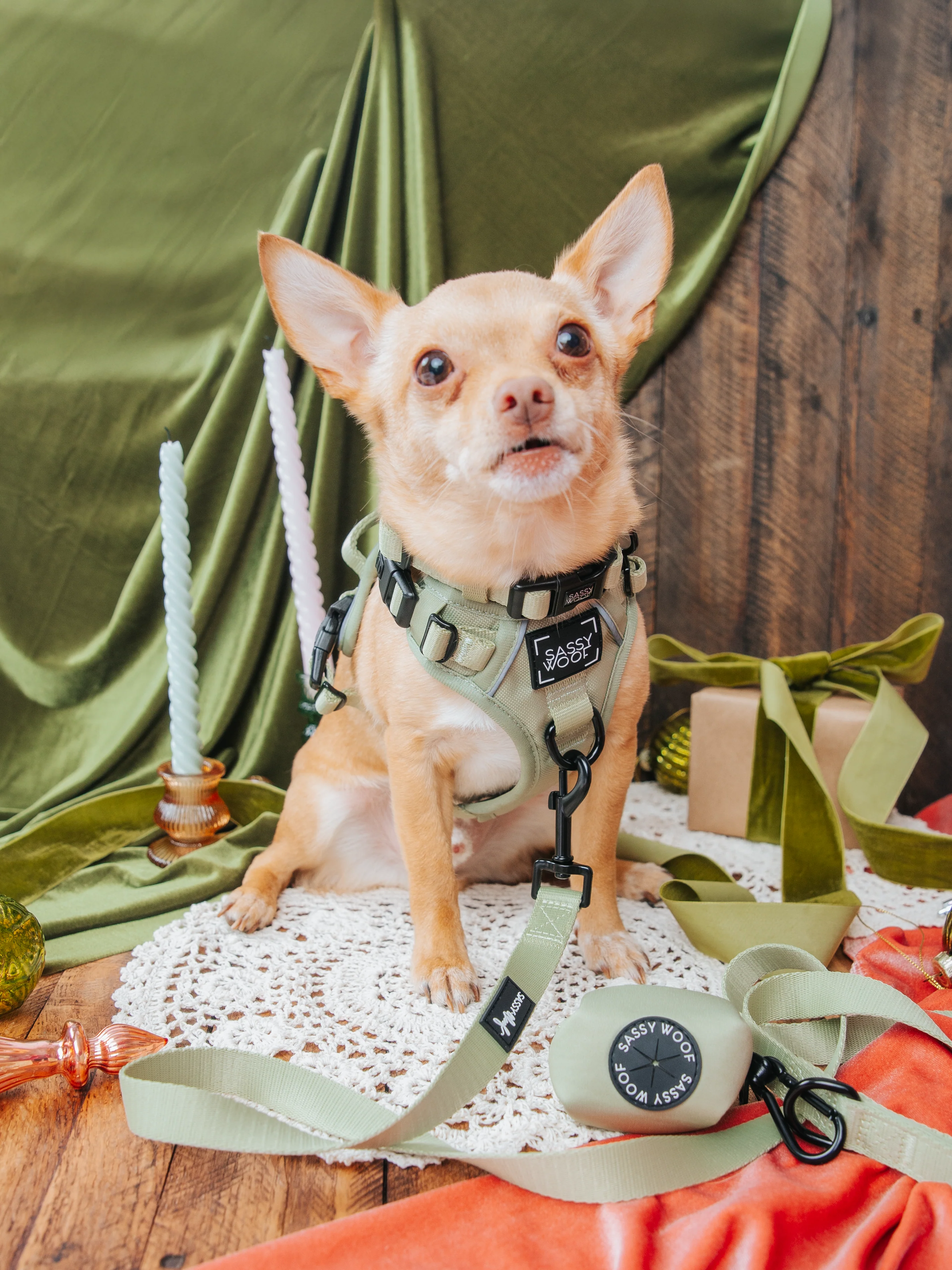Dog Four Piece Bundle - Matcha - Image 17