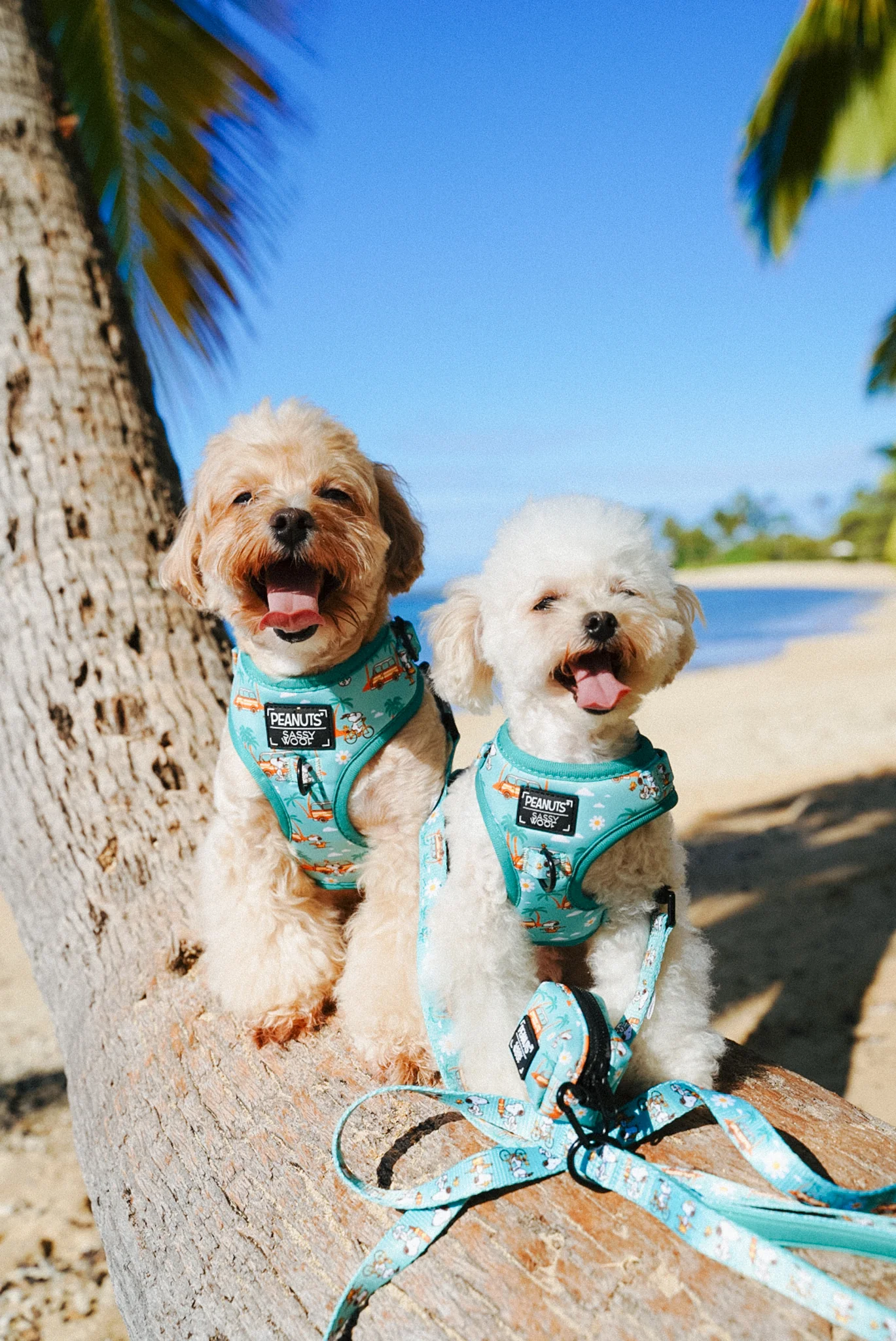 Dog Two Piece Bundle - Peanuts™ Road Tripping - Image 14