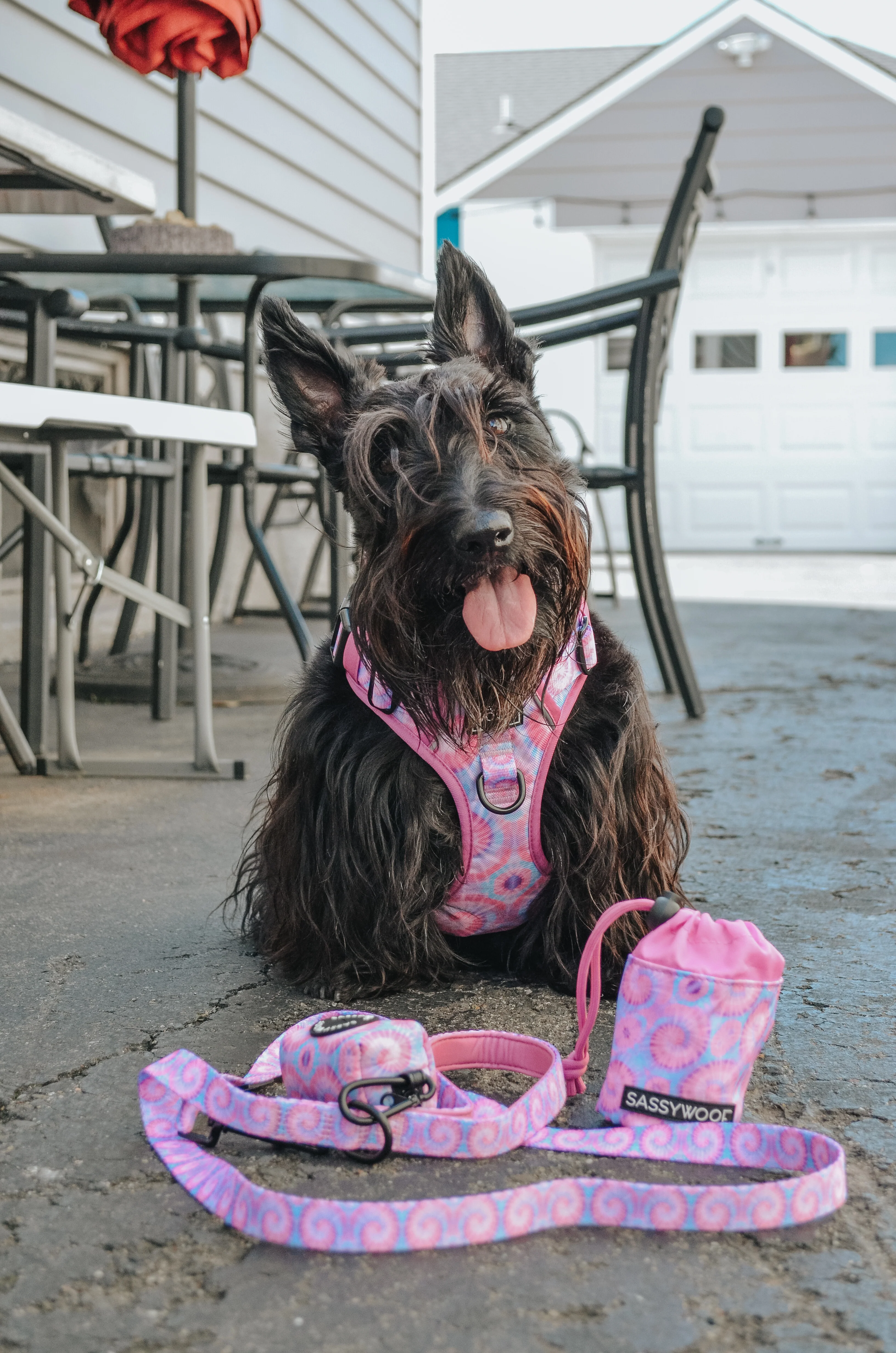 Dog Four Piece Bundle - Purple Haze - Image 14