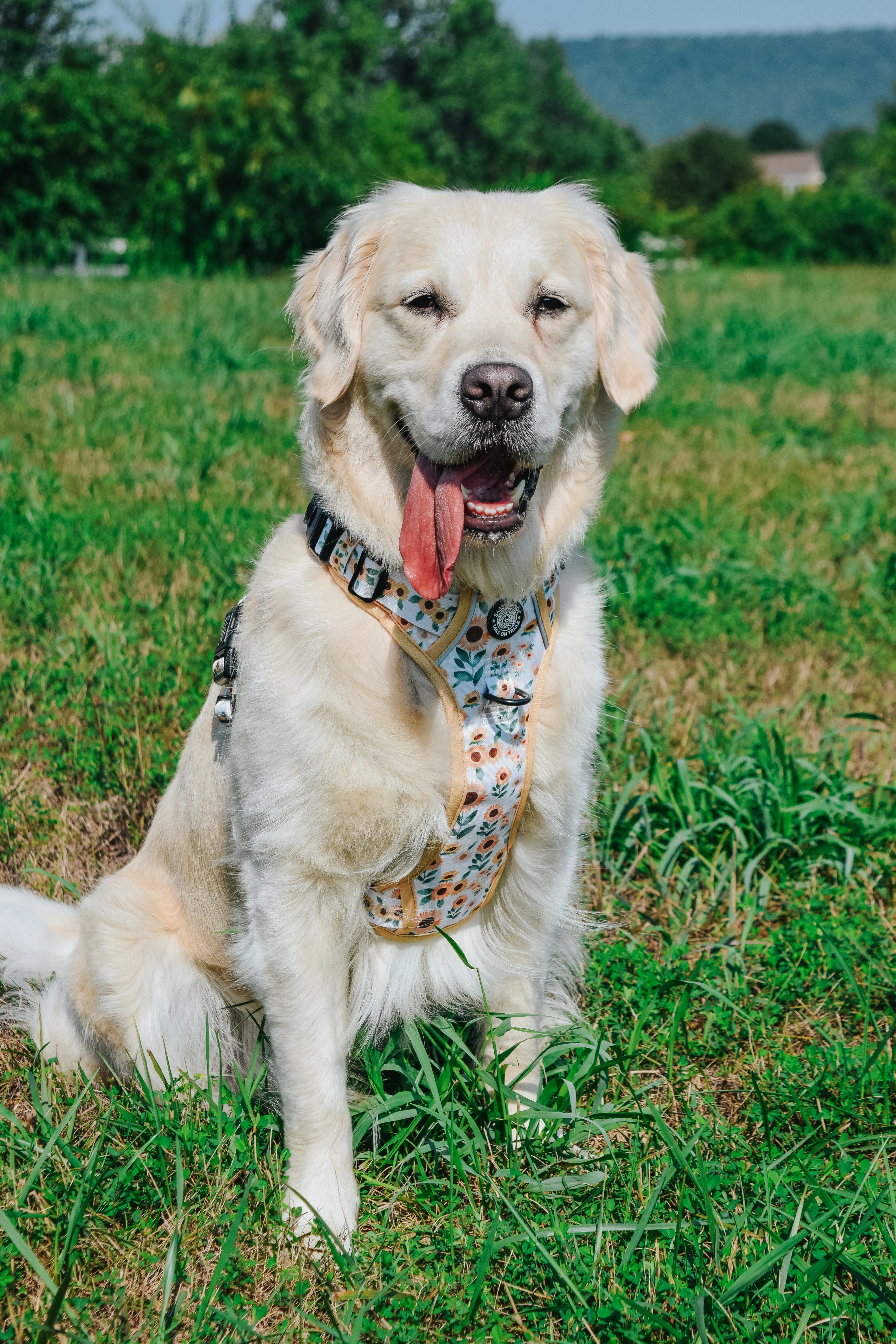 Dog Four Piece Bundle - Sunflower Dreams - Image 16
