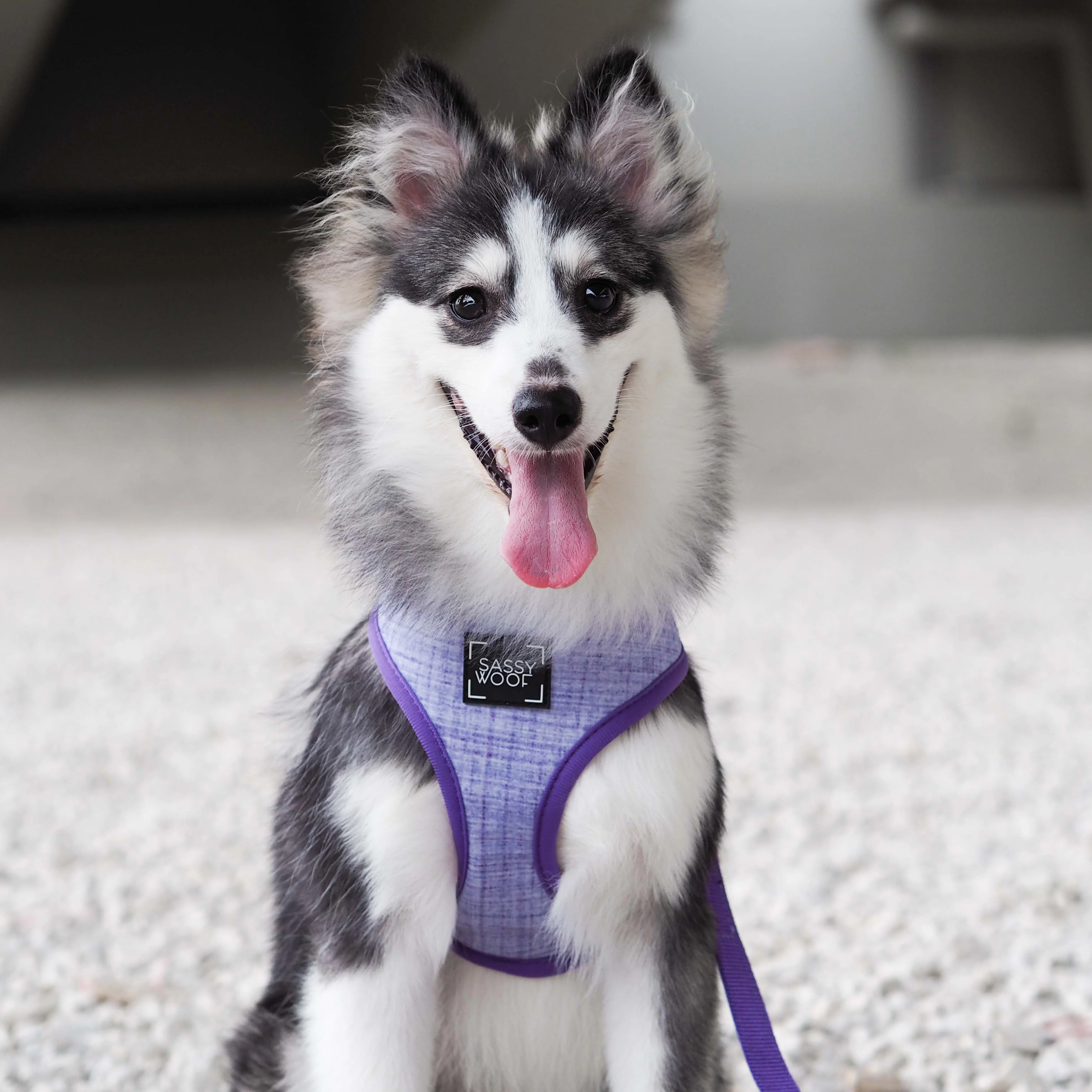 Dog Leash - Aurora - Image 11
