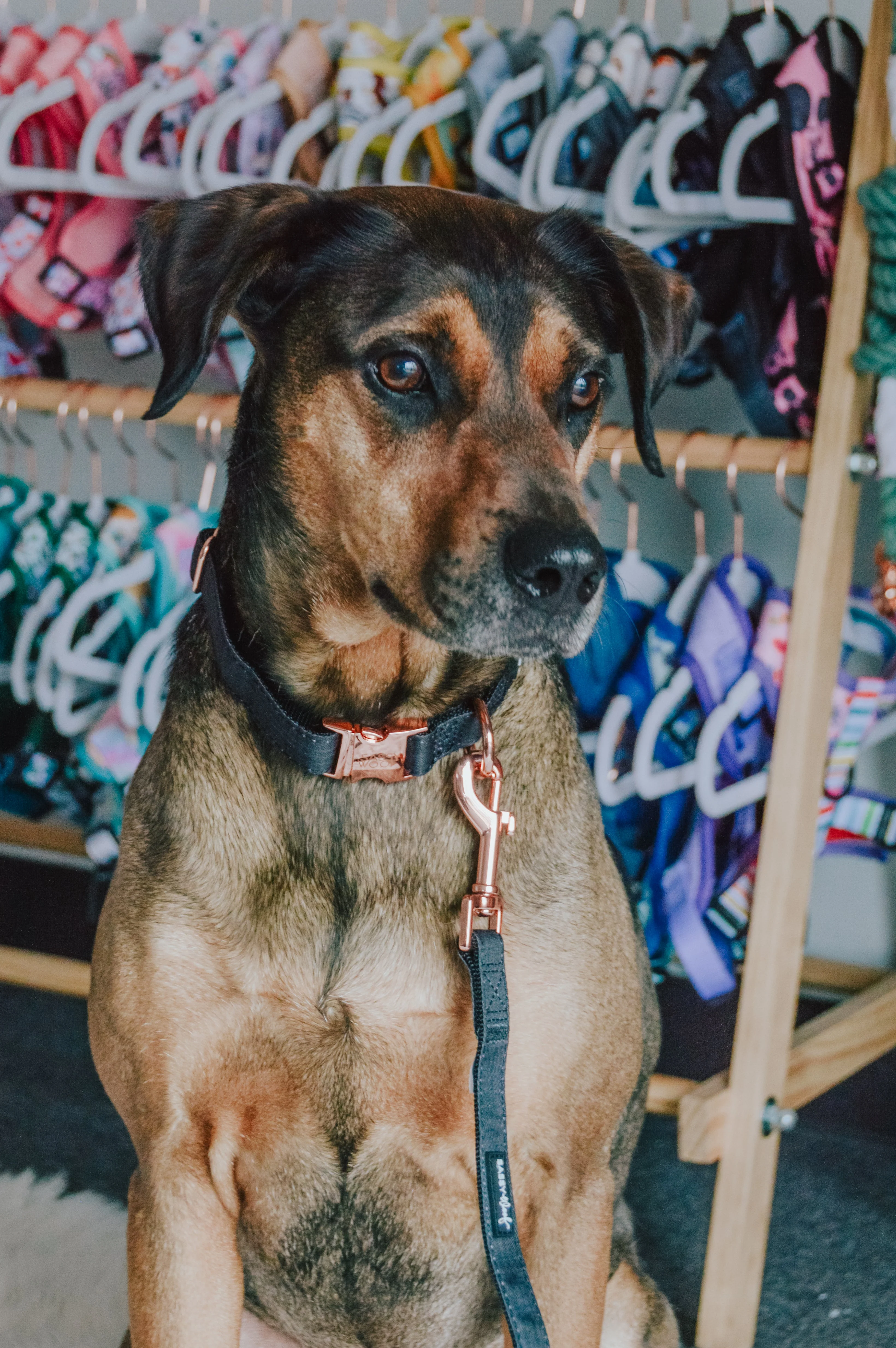 Dog Leash - Baby Got Black - Image 7
