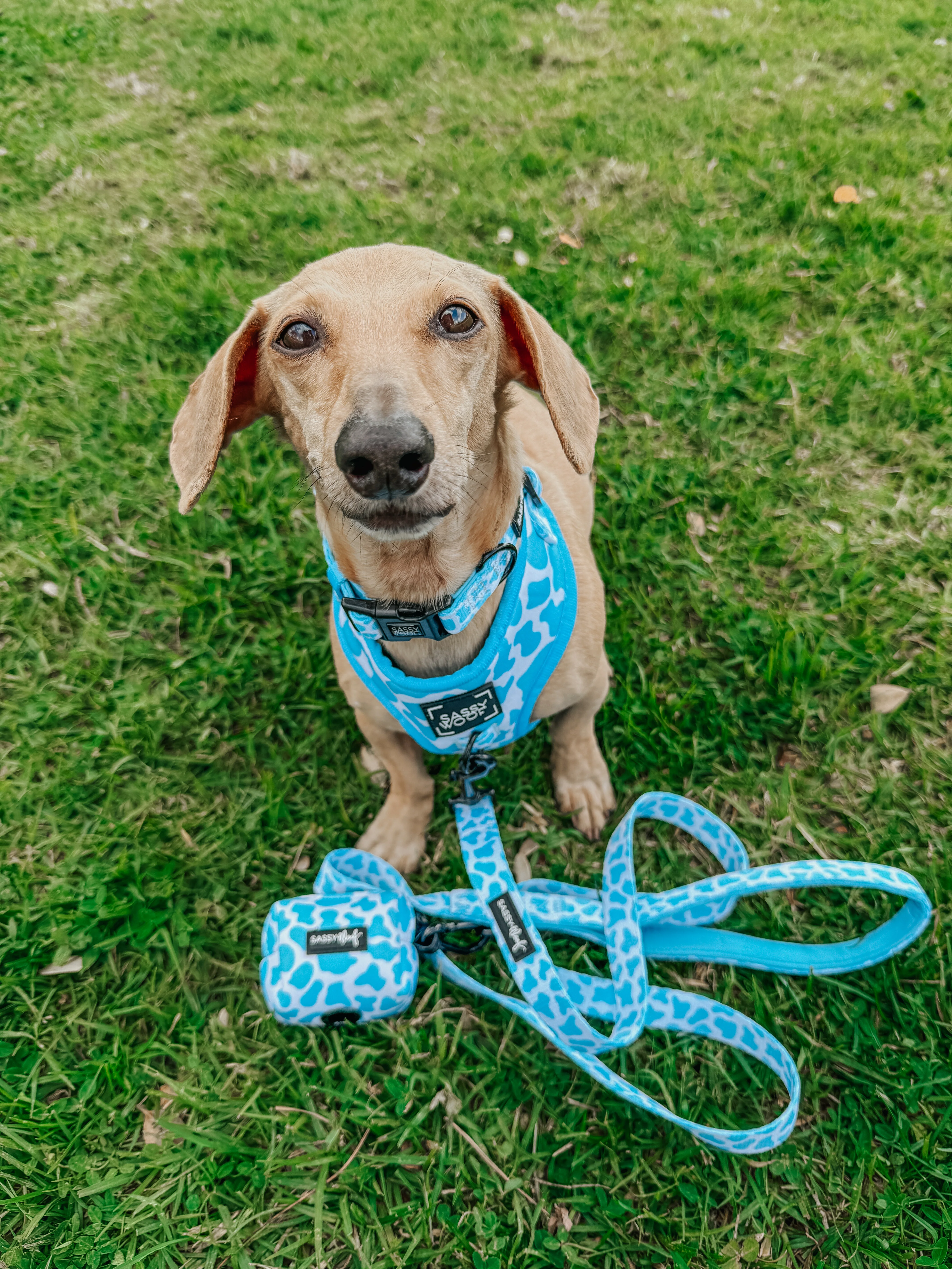 Dog Three Piece Bundle - Blueberry Milk - Image 8