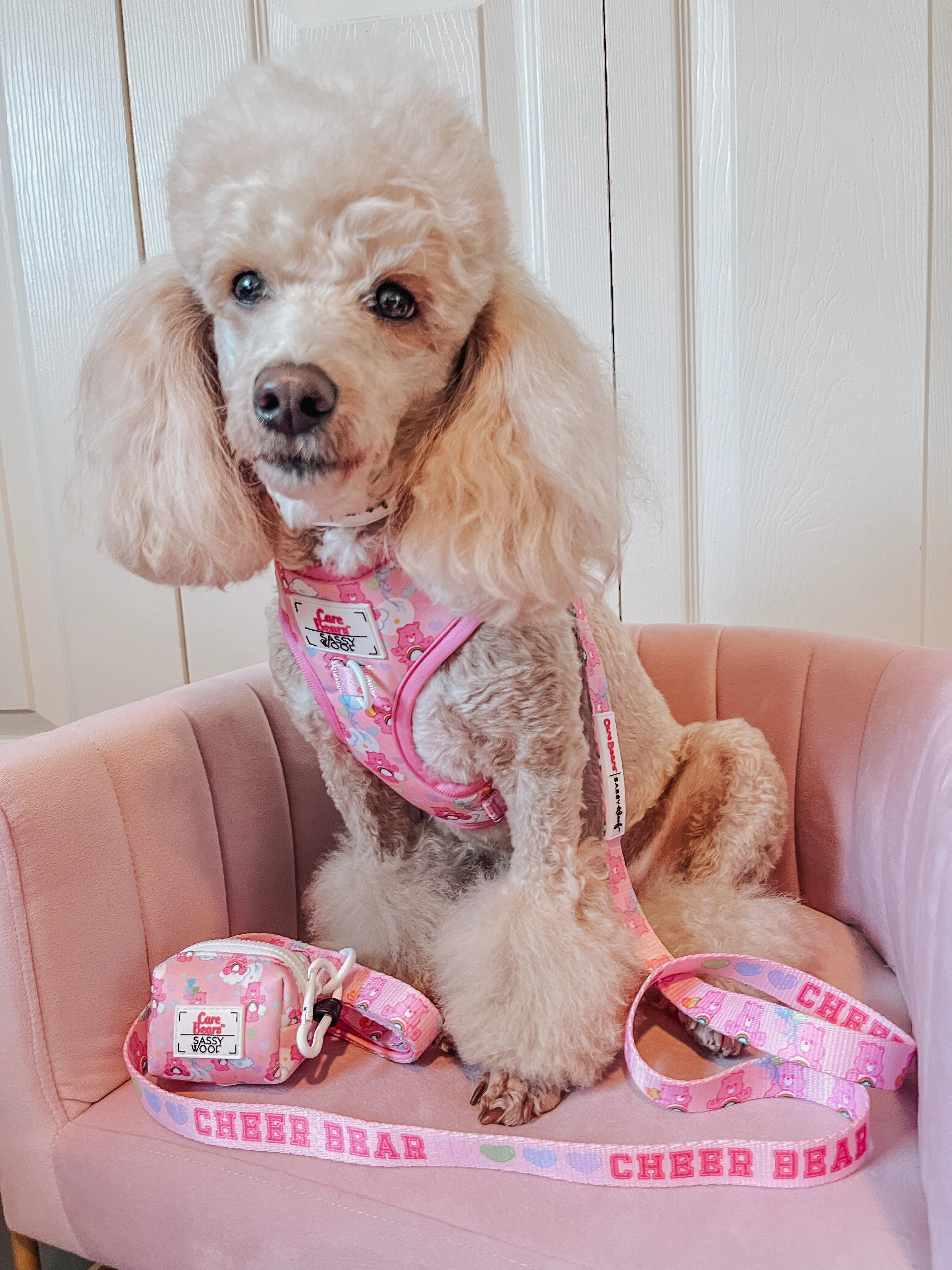 Dog Leash - Care Bears™ Cheer Bear - Image 8