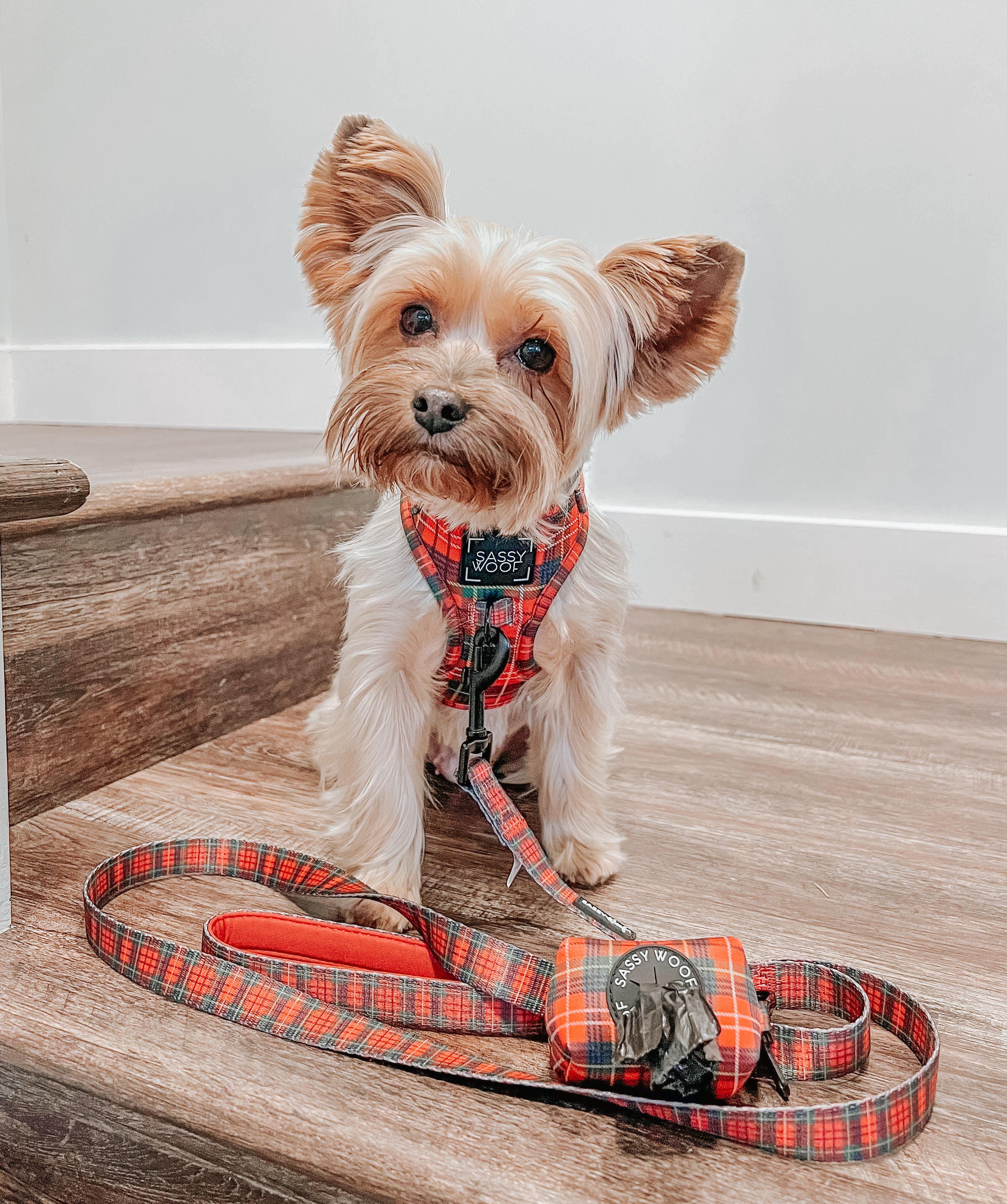 Dog Leash - Deck the Paws - Image 7