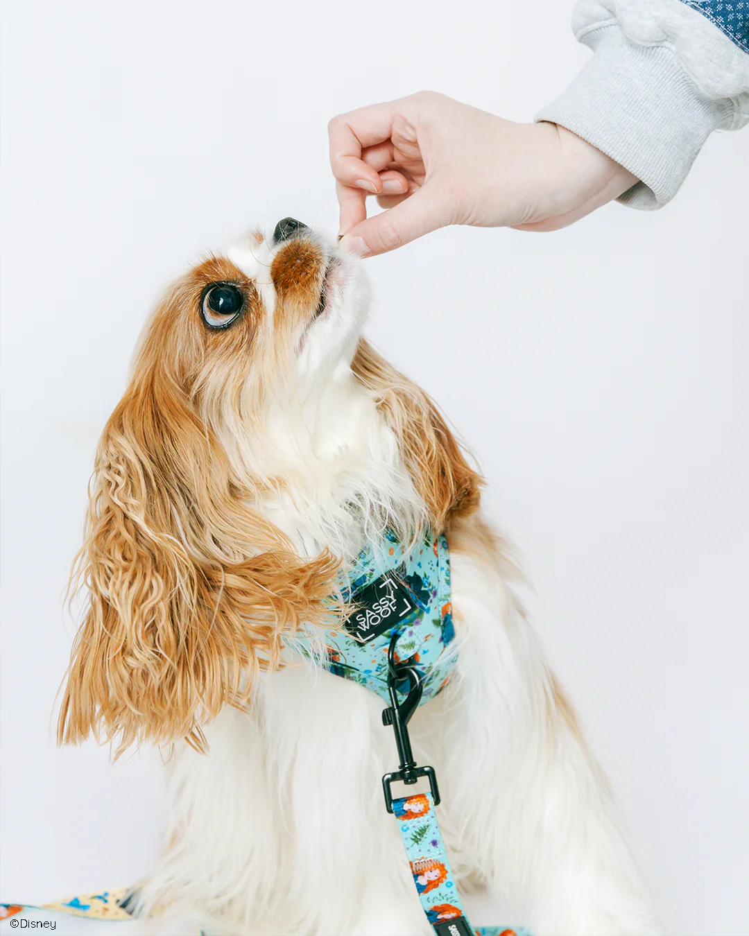 Dog Leash - Disney's Merida - Image 7