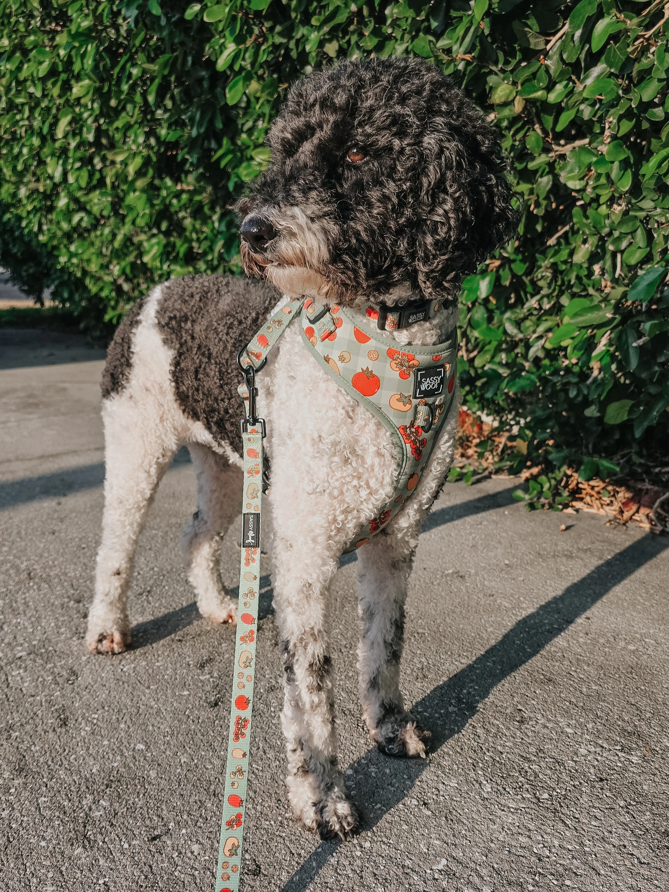 Dog Two Piece Bundle - Feeling Vine - Image 9