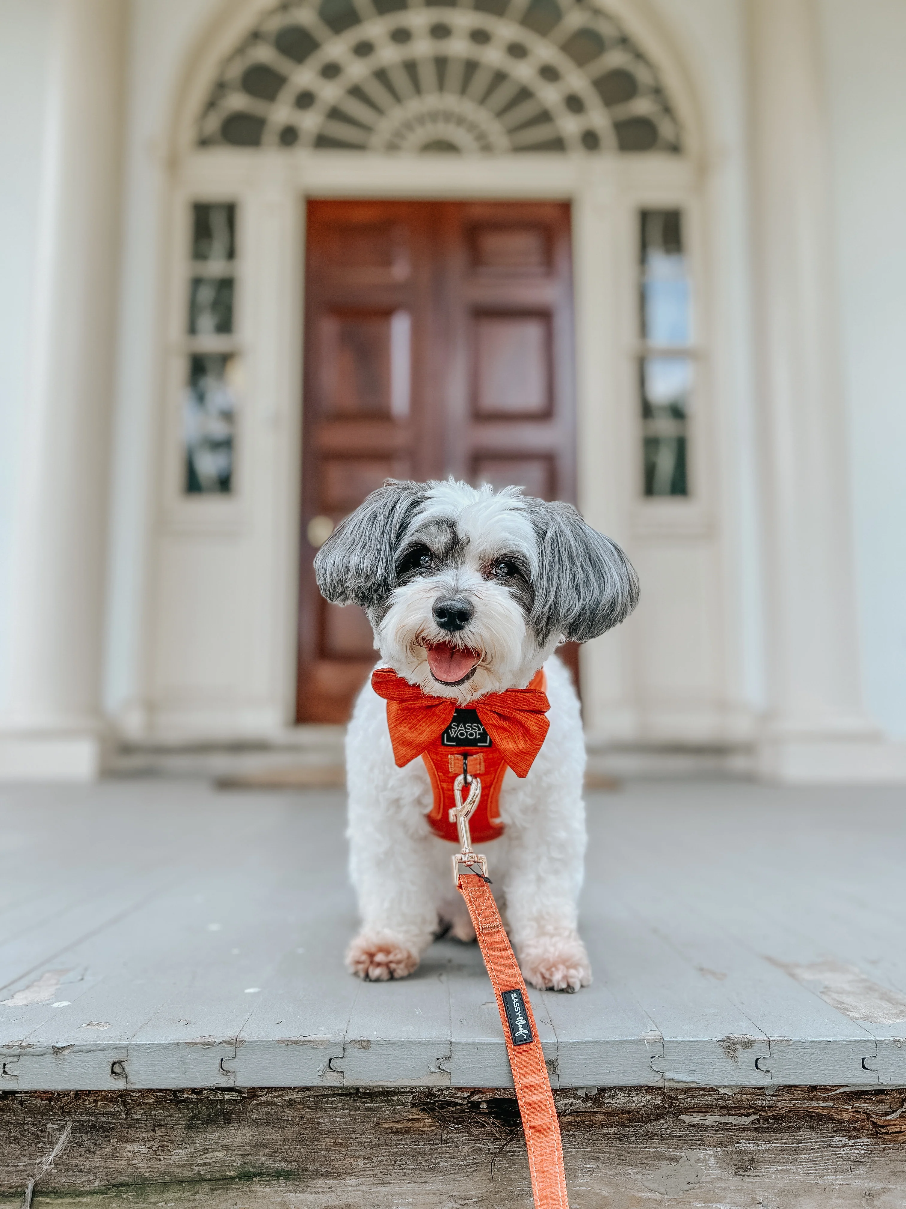 Dog Leash - Foxy - Image 10