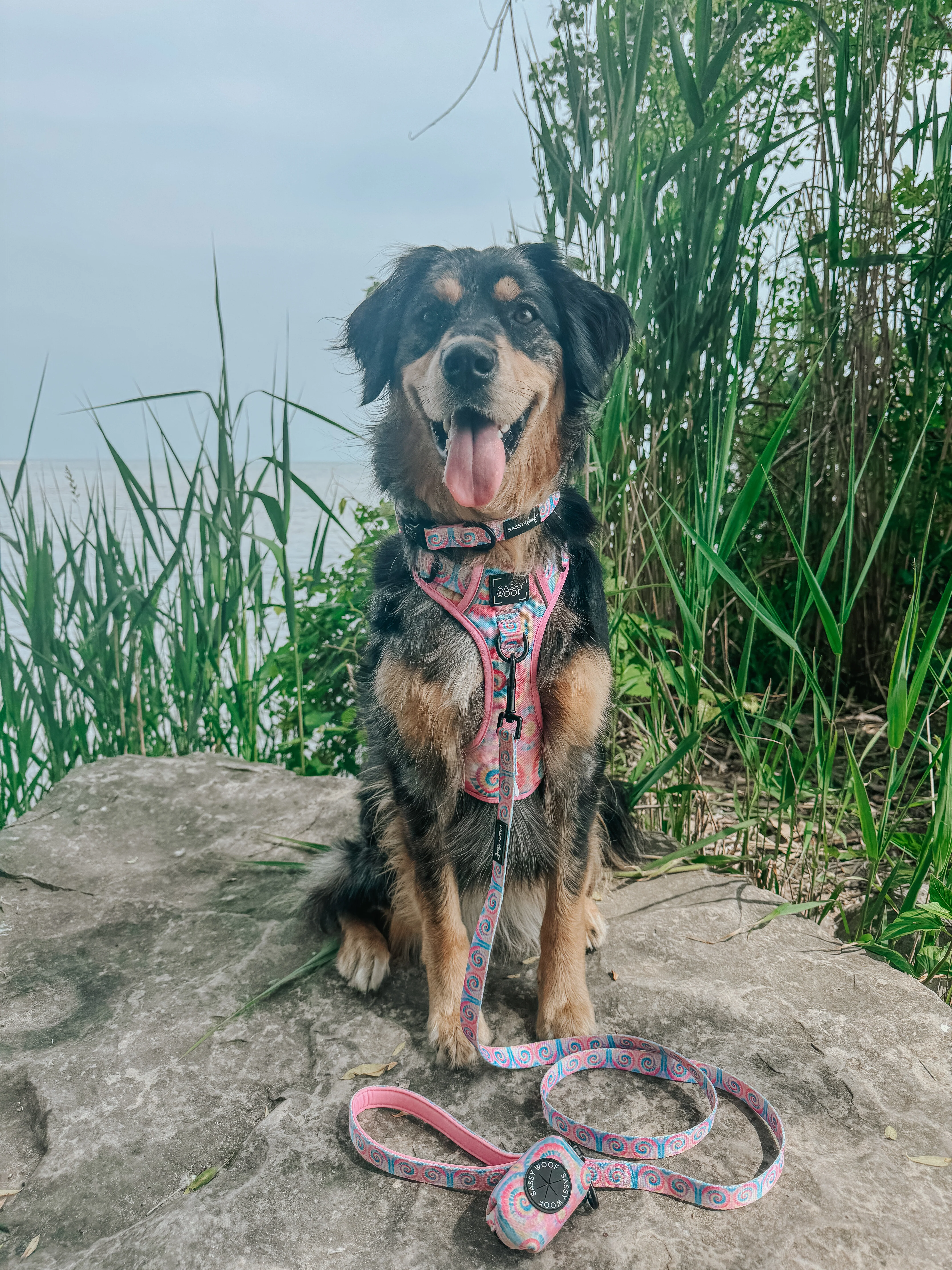 Dog Leash - Good Vibes - Image 8