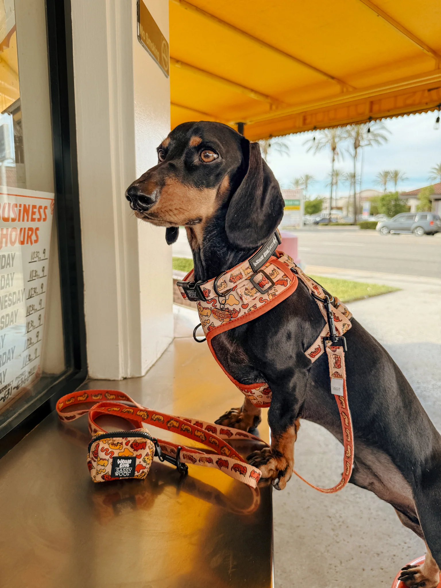 Dog Four Piece Bundle - Hot Dawg - Image 26