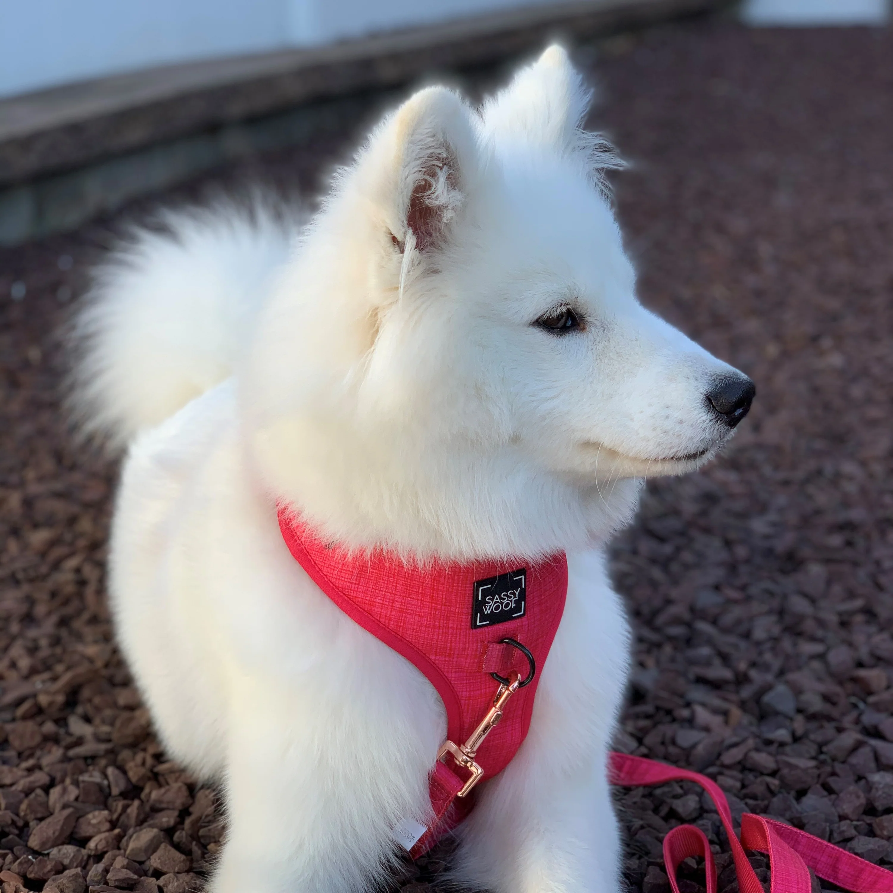 Dog Leash - Merlot - Image 10