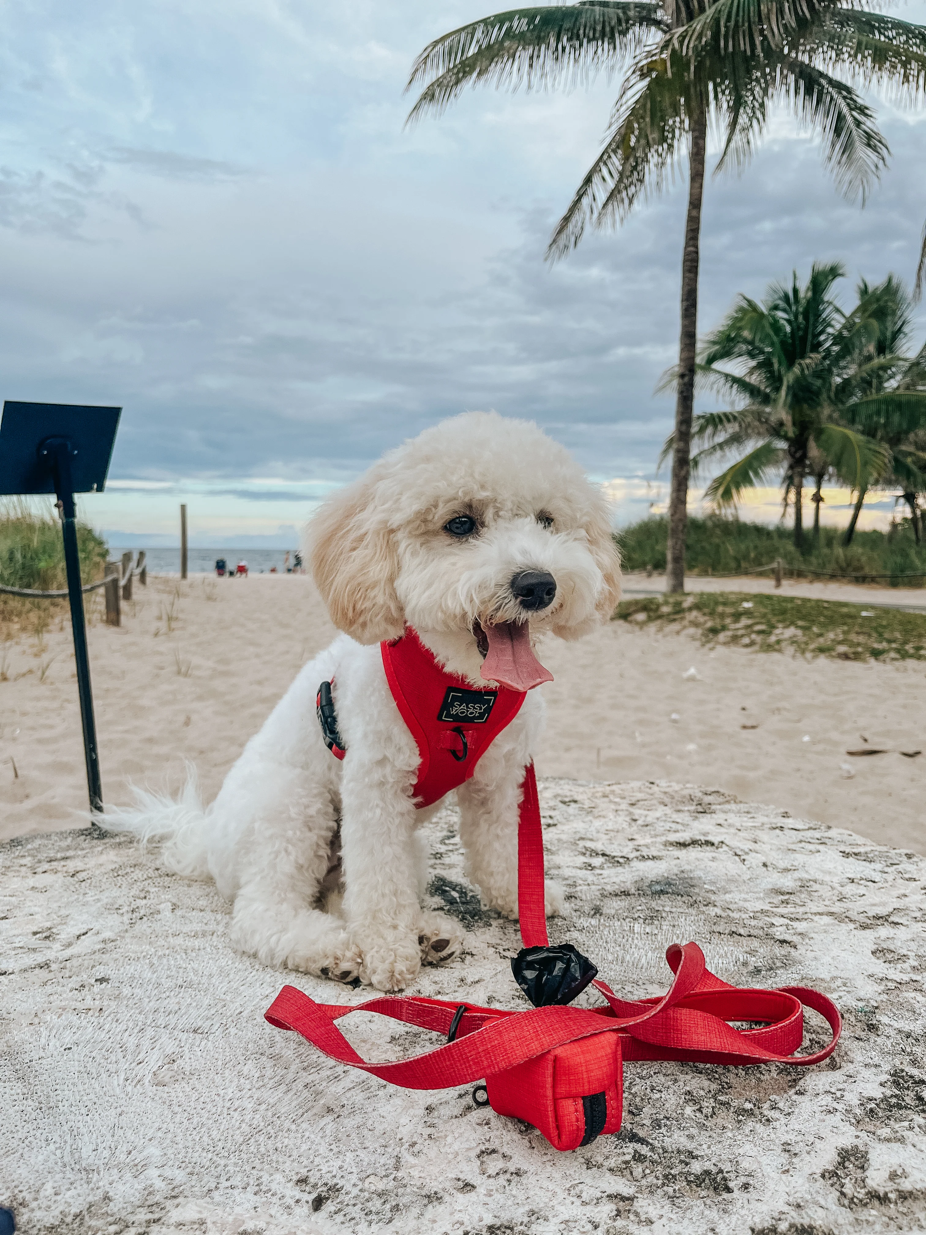 Dog Leash - Merlot - Image 14