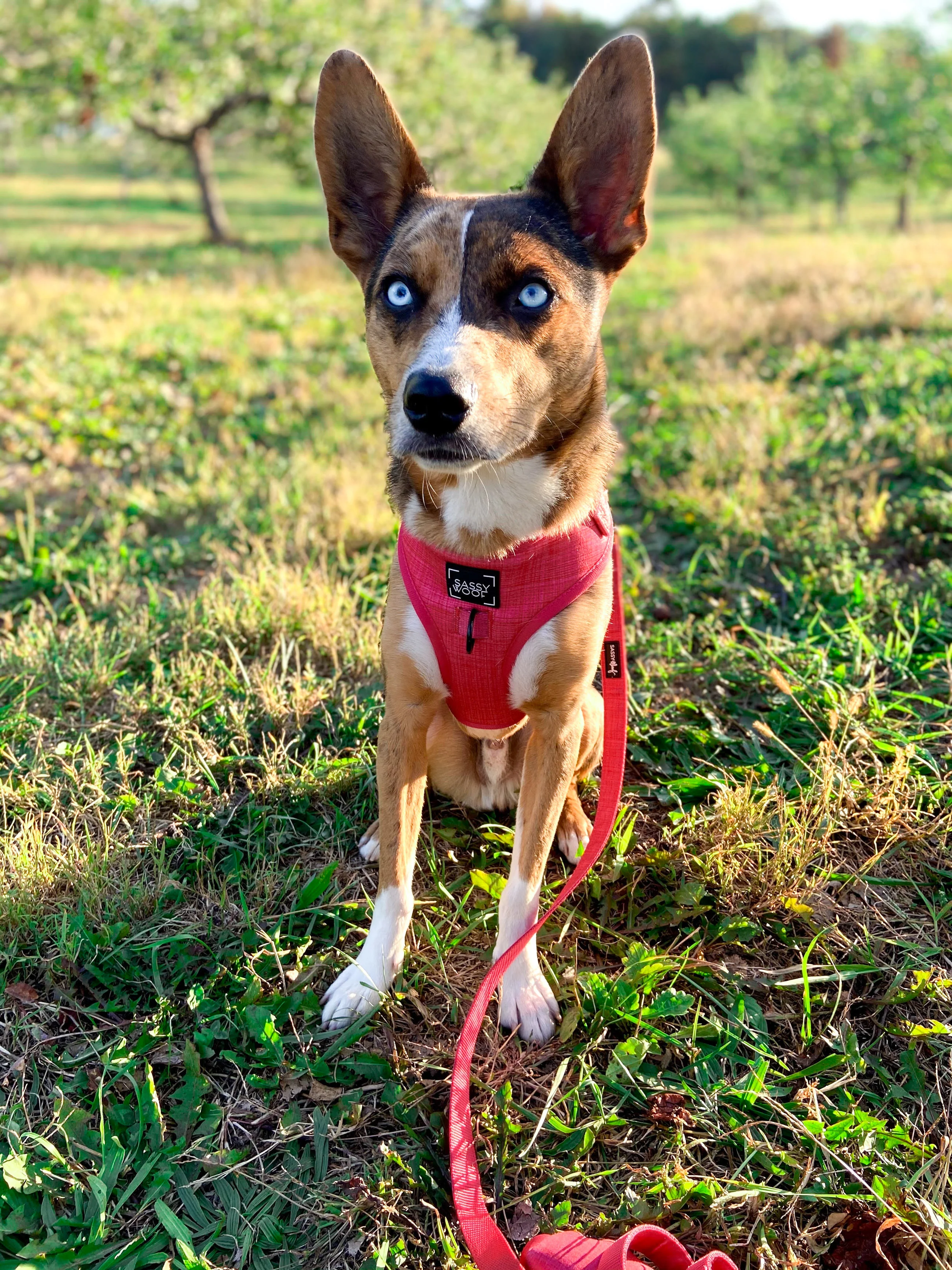 Dog Leash - Merlot - Image 9