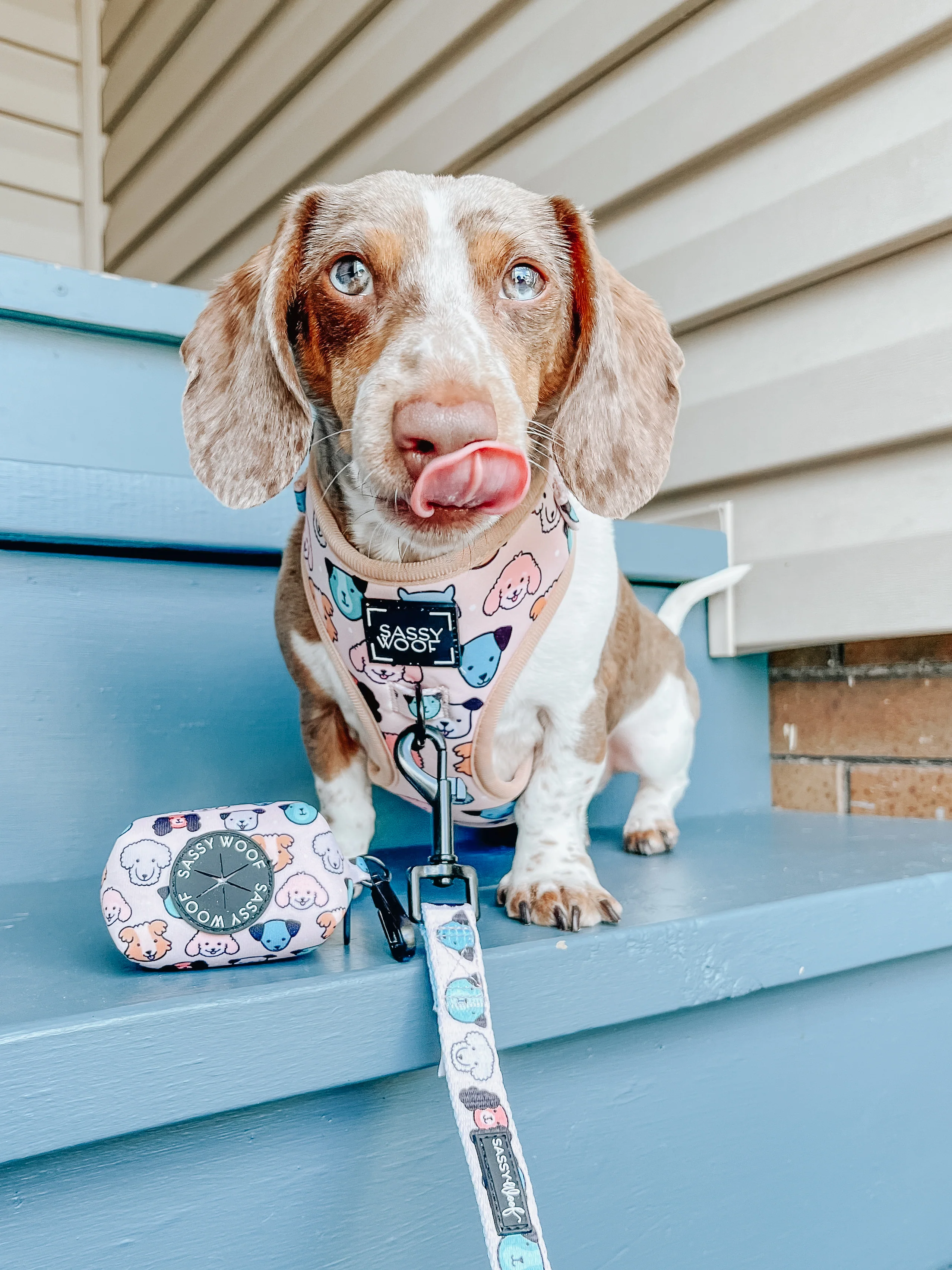 Dog Leash - Mixed With Love - Image 5