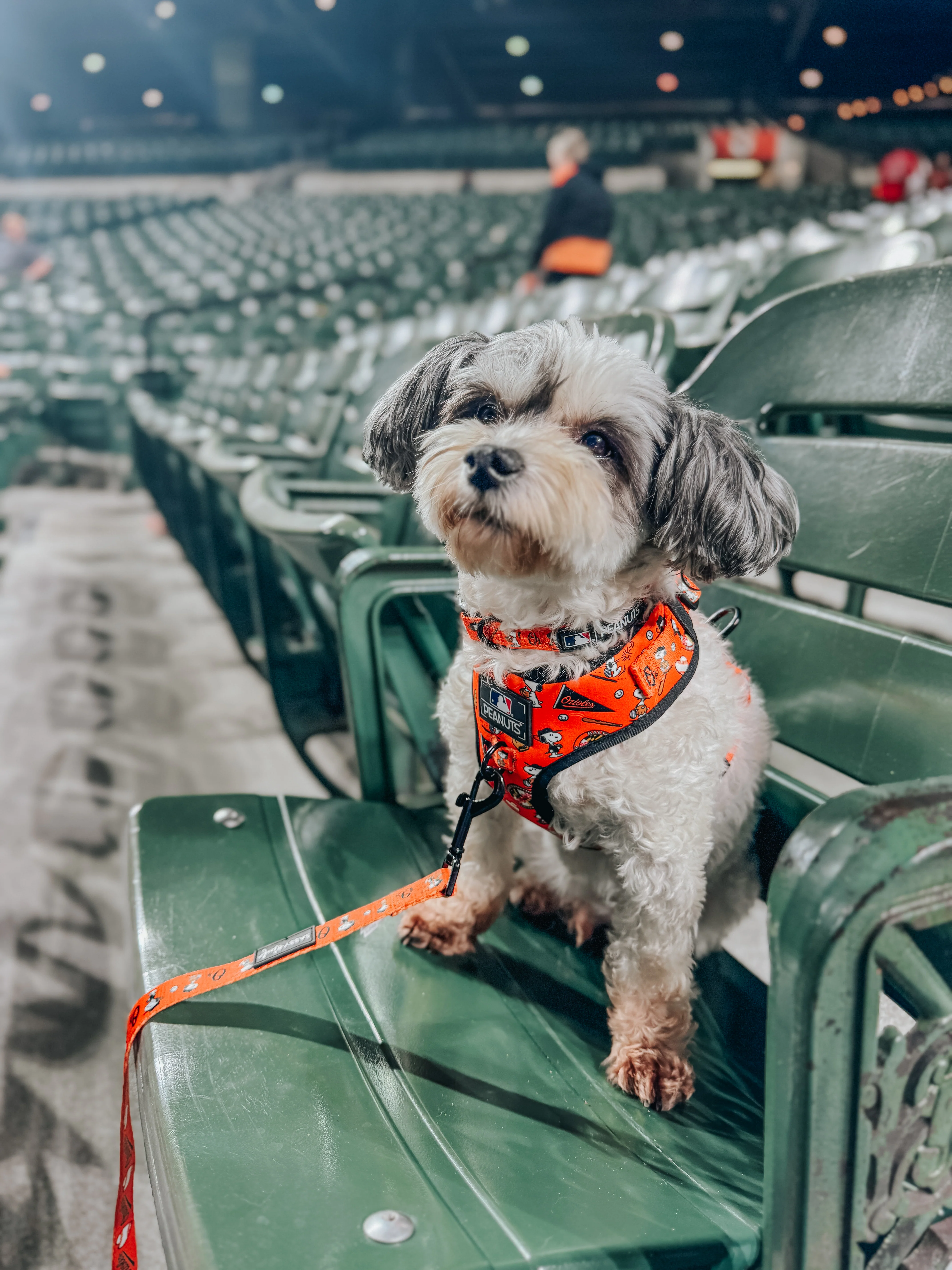 Dog Leash - MLB™ x Peanuts™ Baltimore Orioles™ - Image 5