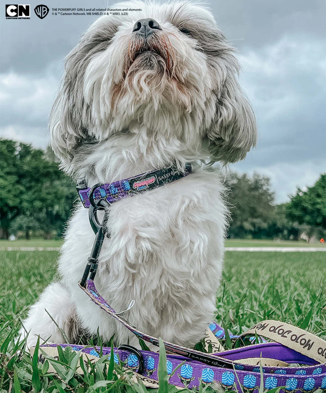 Dog Leash - Mojo Jojo™ - Image 6