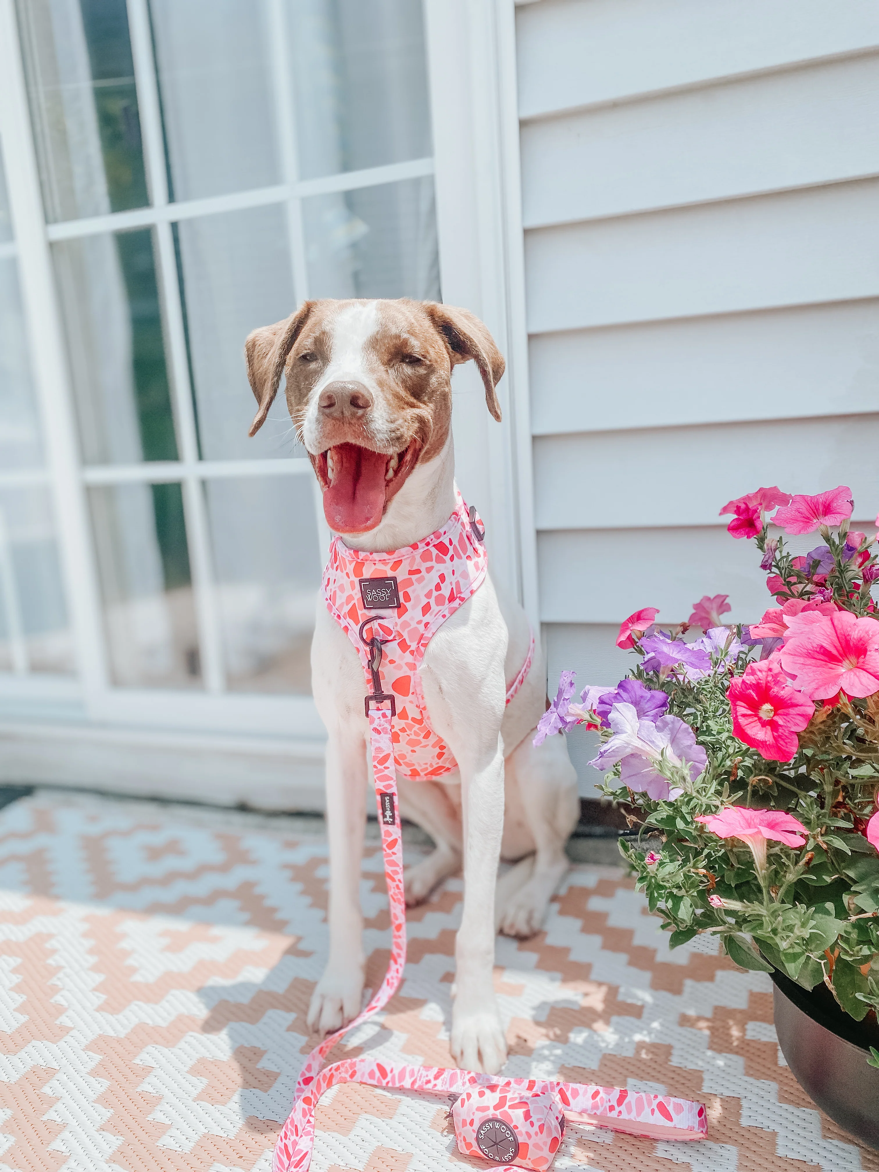 Dog Leash - Mykonos - Image 15