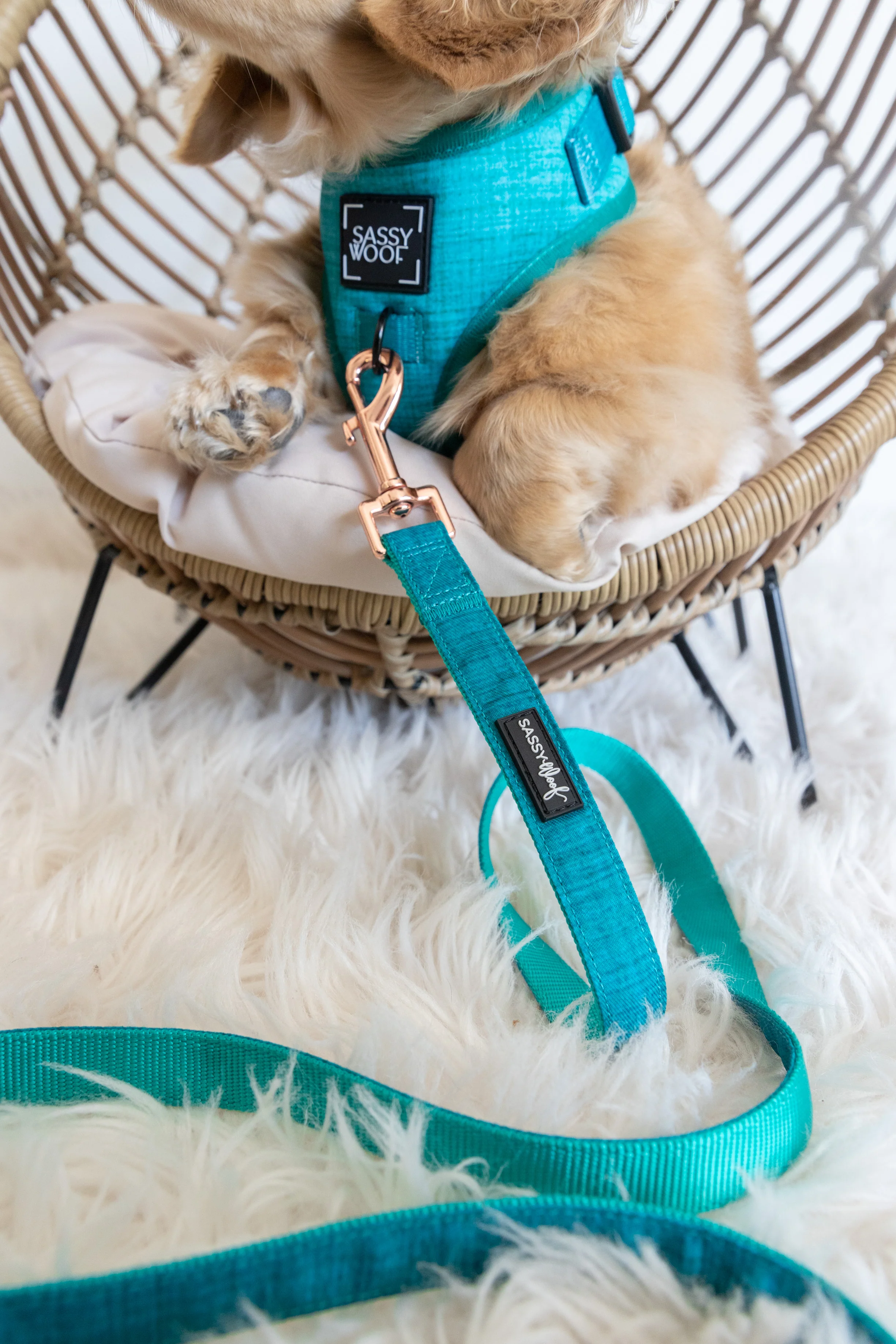 Dog Leash - Napa - Image 7