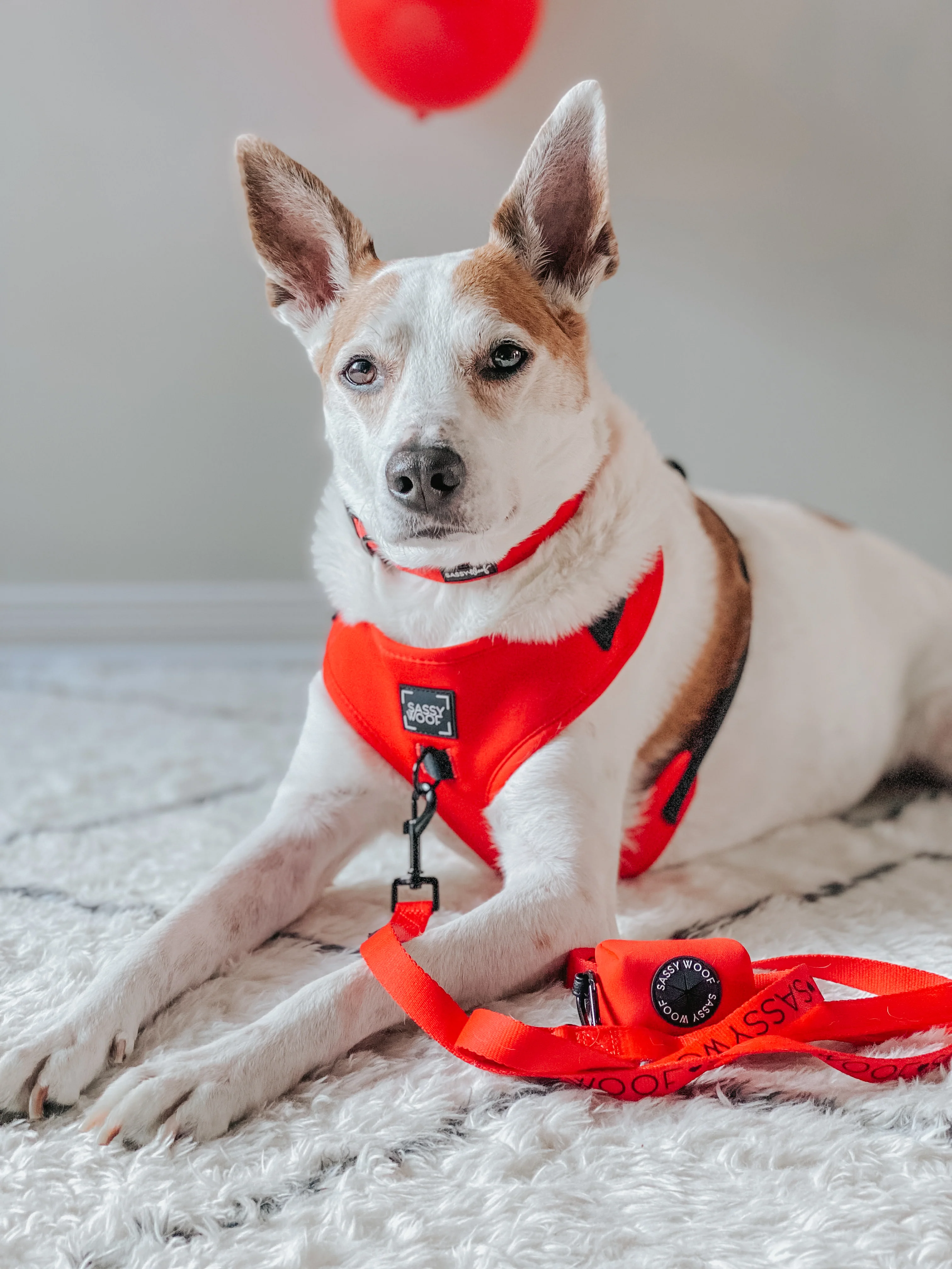 Dog Leash - Neon Red - Image 6