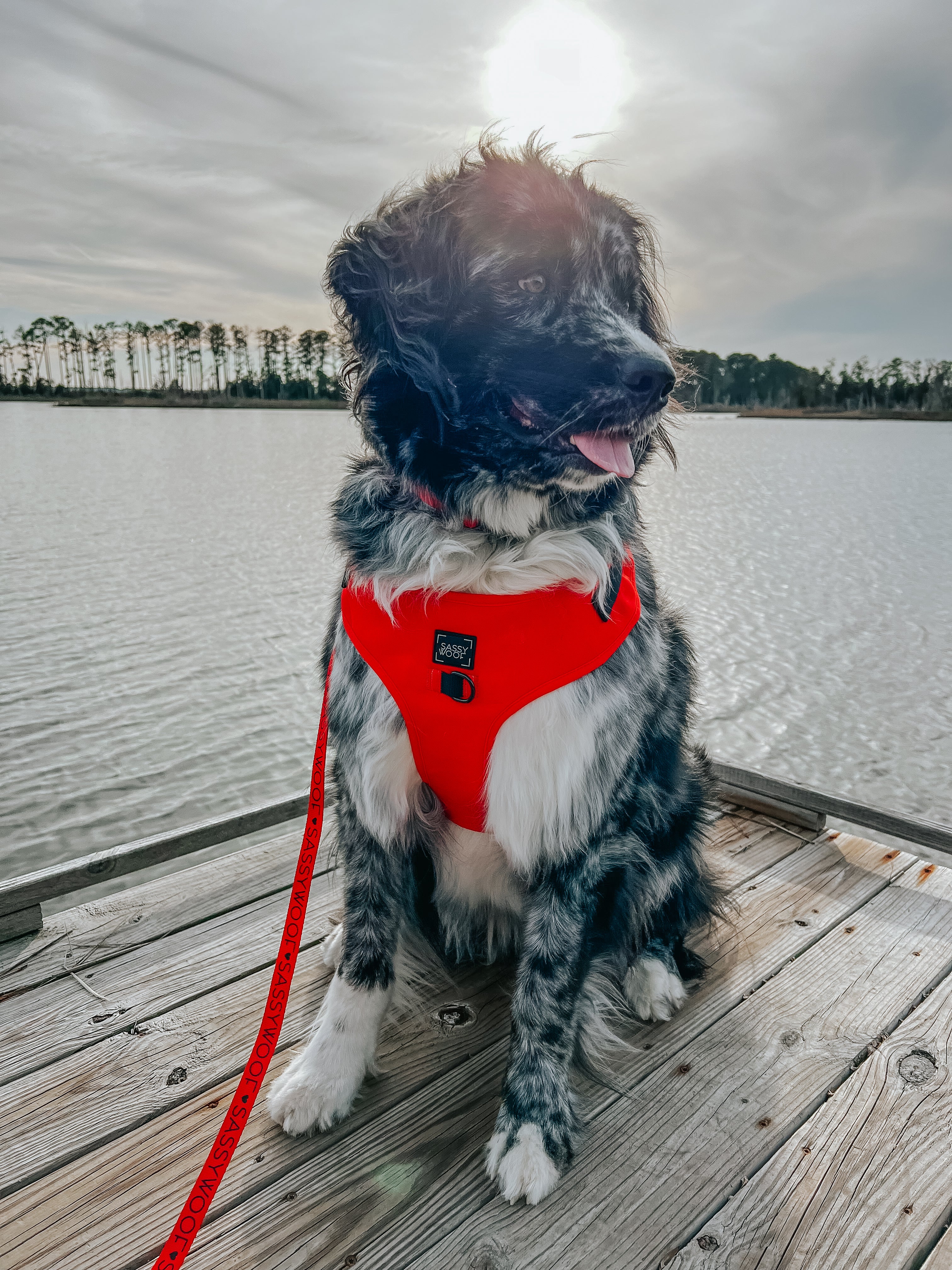 Dog Leash - Neon Red - Image 7