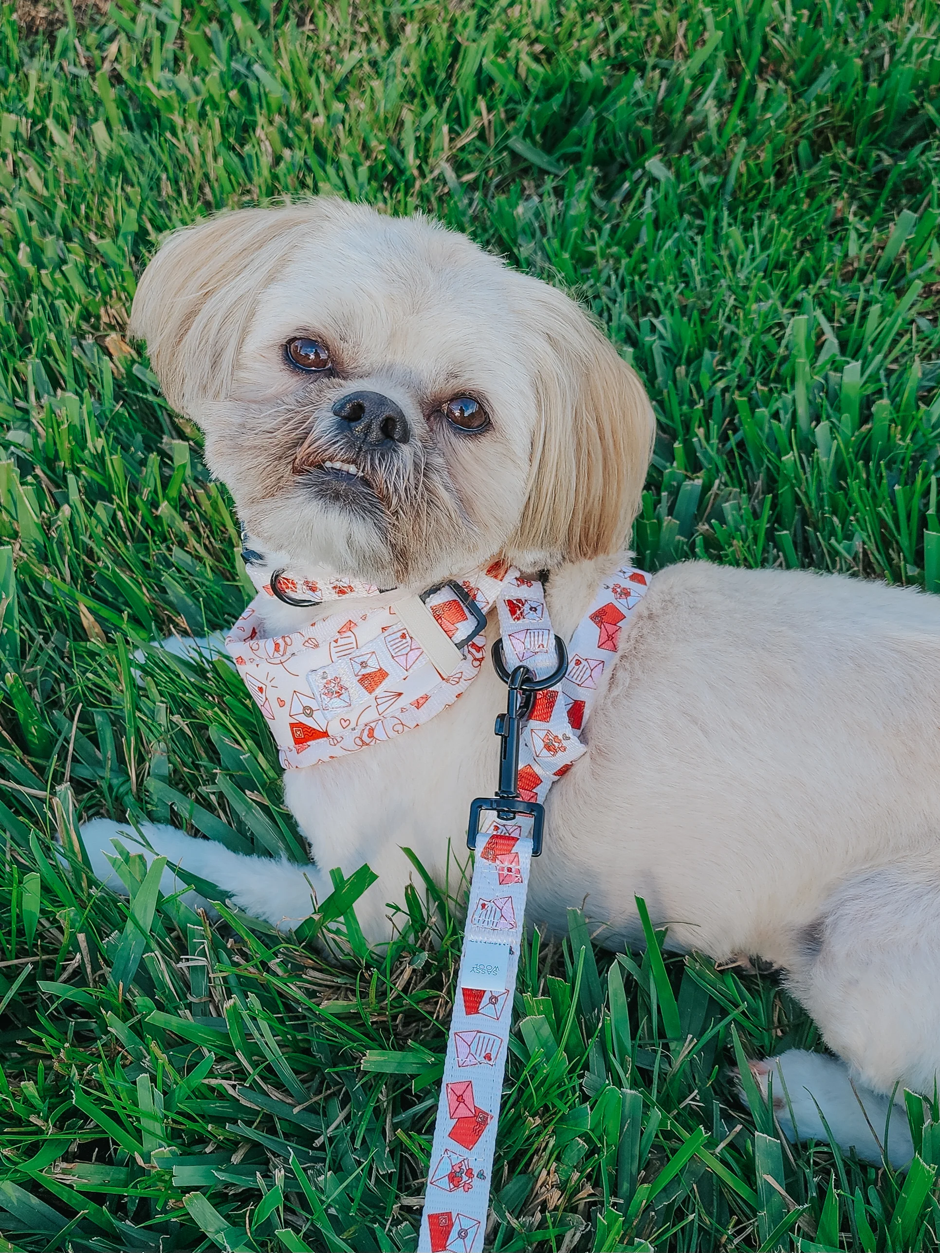 Dog Leash - P.S. I Woof You - Image 7