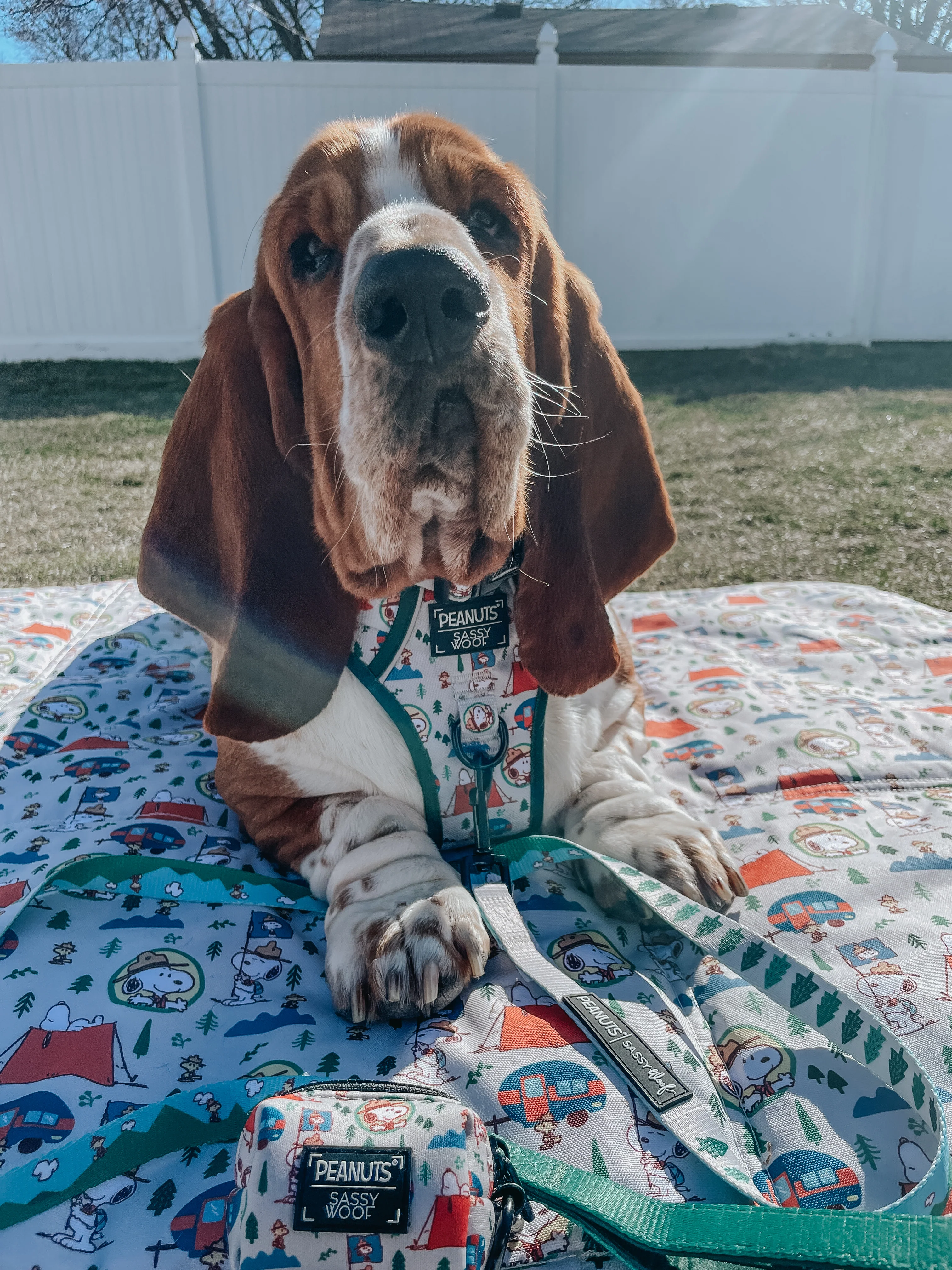 Dog Leash - Peanuts™ Beagle Scouts - Image 16