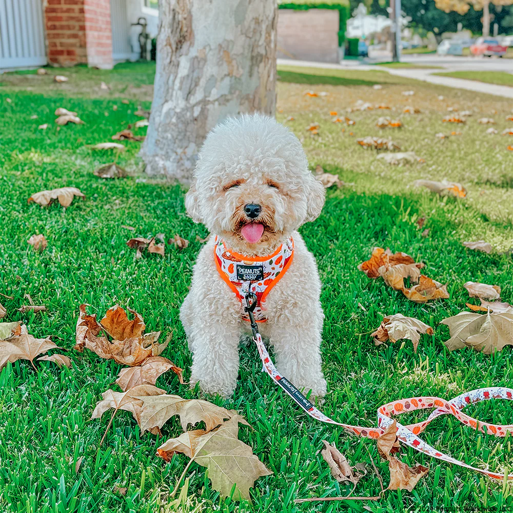 Dog Leash - Peanuts™ Harvest - Image 6