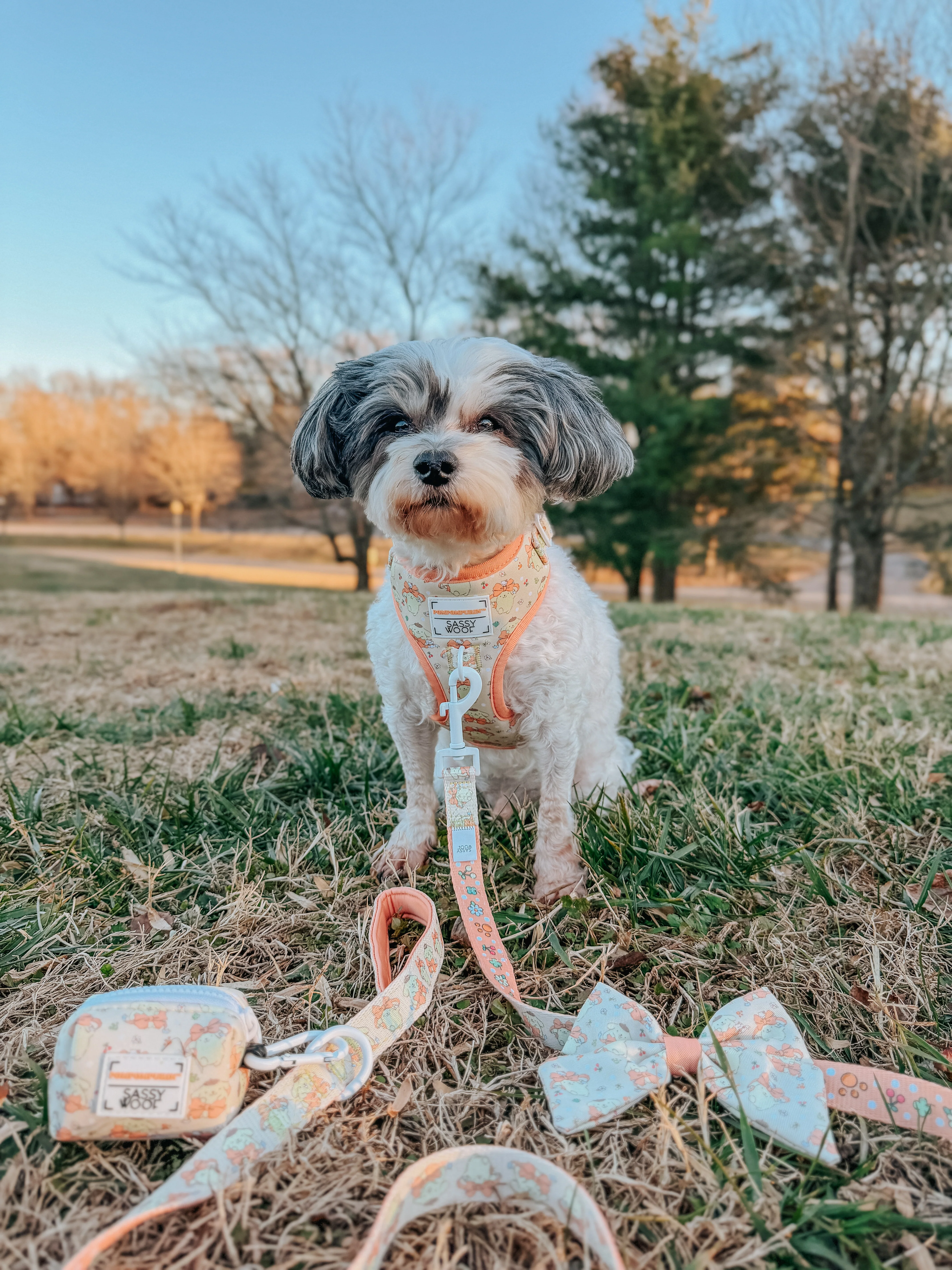 Dog Leash - Pompompurin™ - Image 10