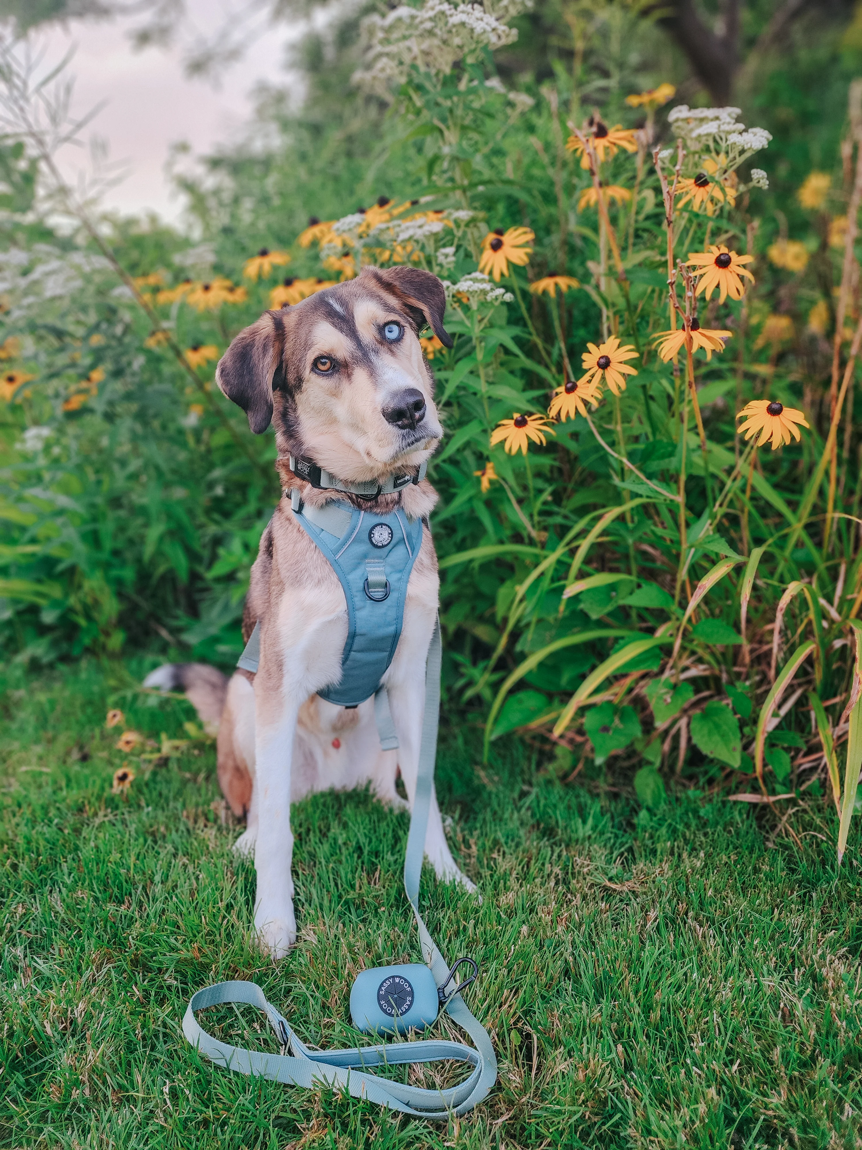 Dog Leash - Sage - Image 7