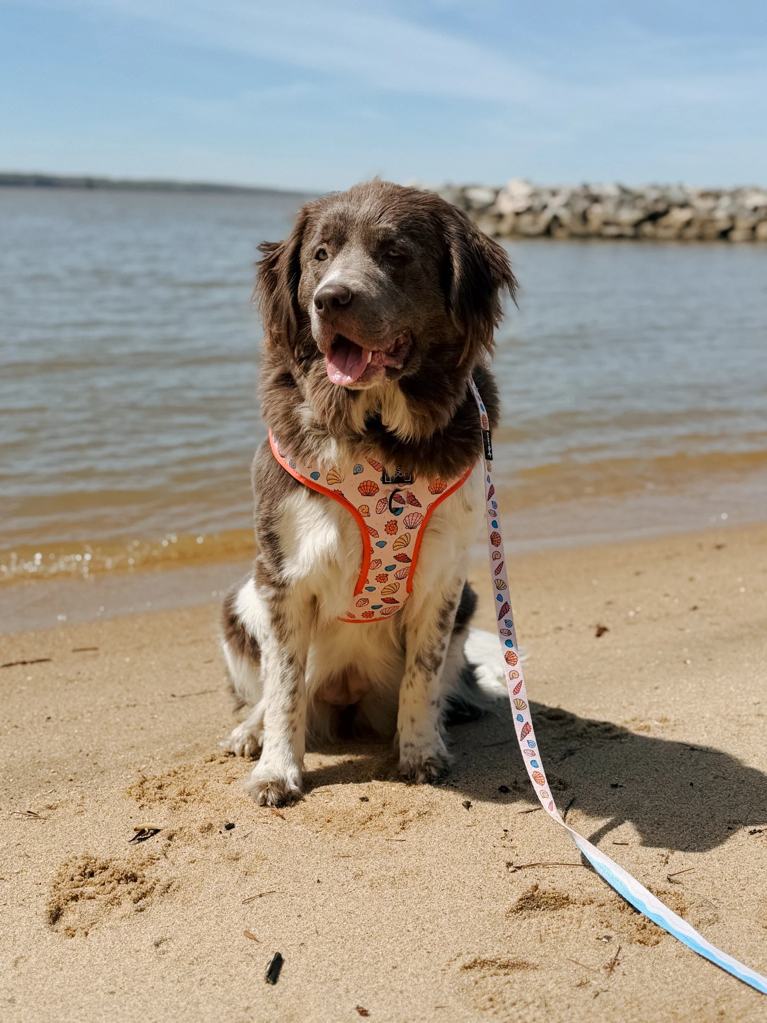 Dog Adjustable Harness - Shell Yeah - Image 12