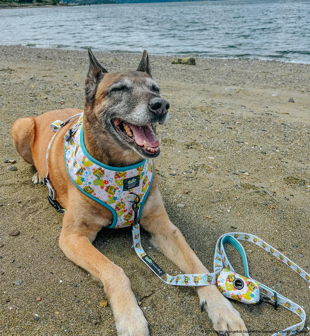 Dog Leash - SpongeBob SquarePants™ Bikini Bottom - Image 9