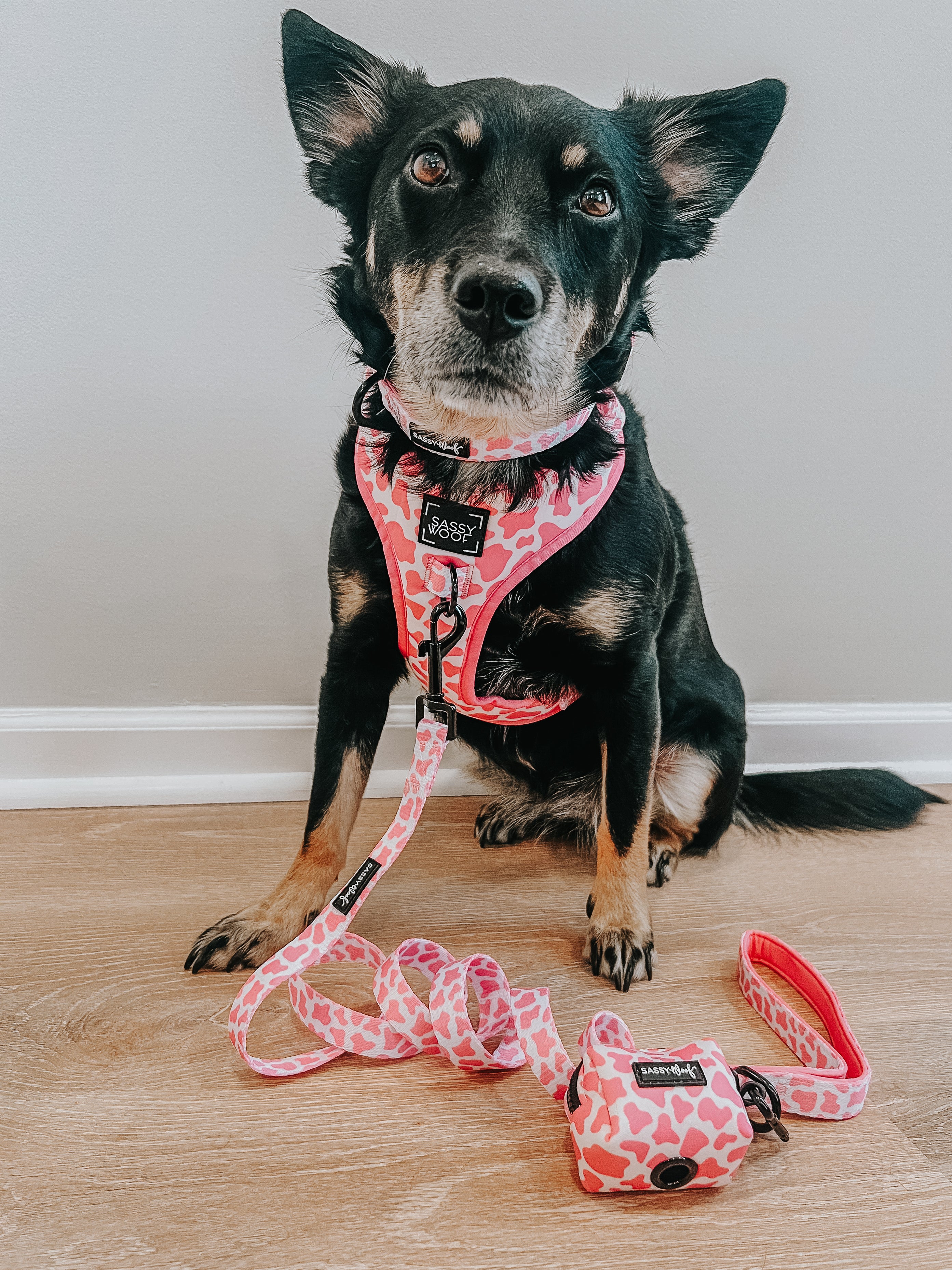 Dog Leash - Strawberry Milk - Image 11