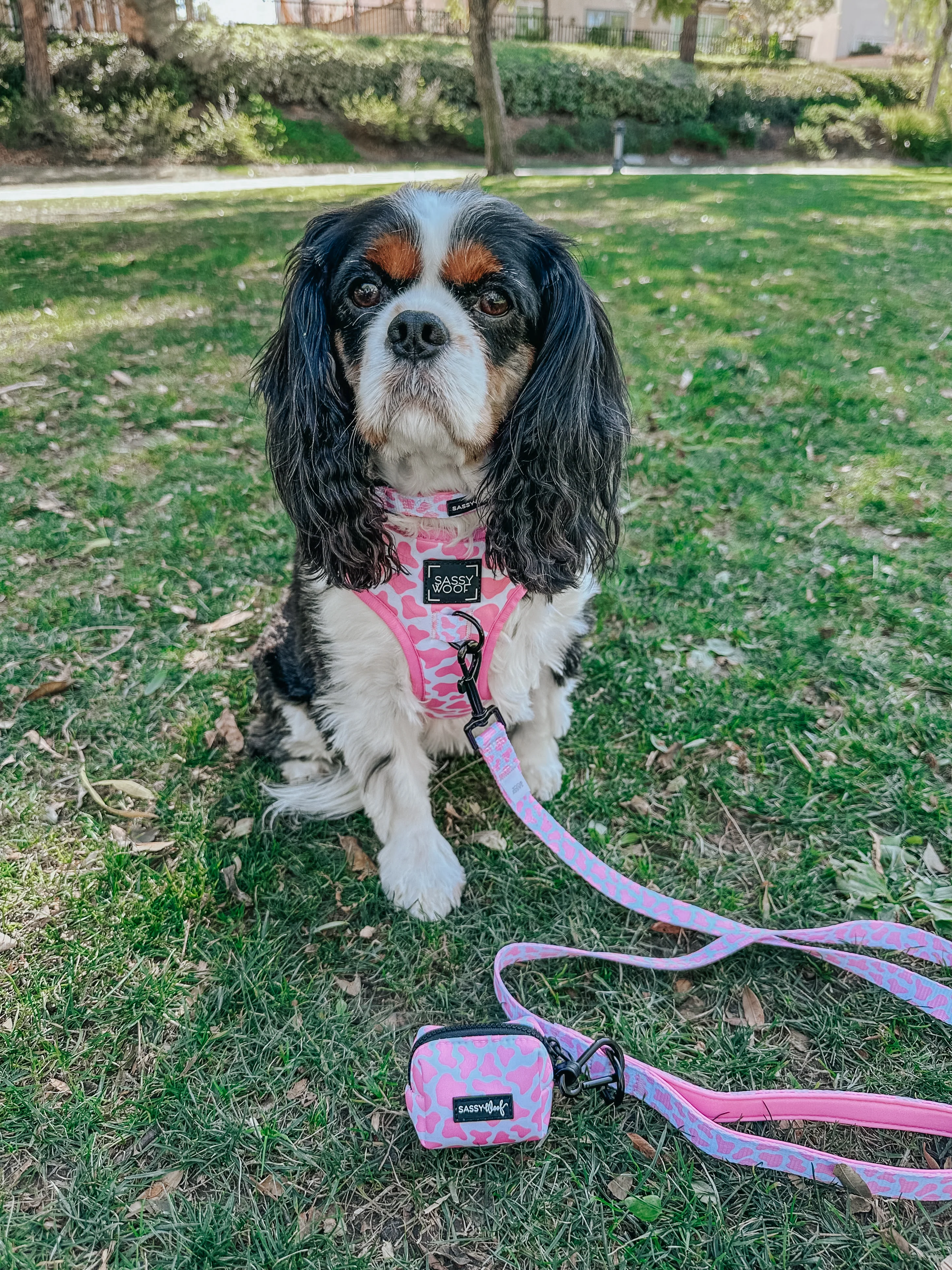Dog Leash - Strawberry Milk - Image 5