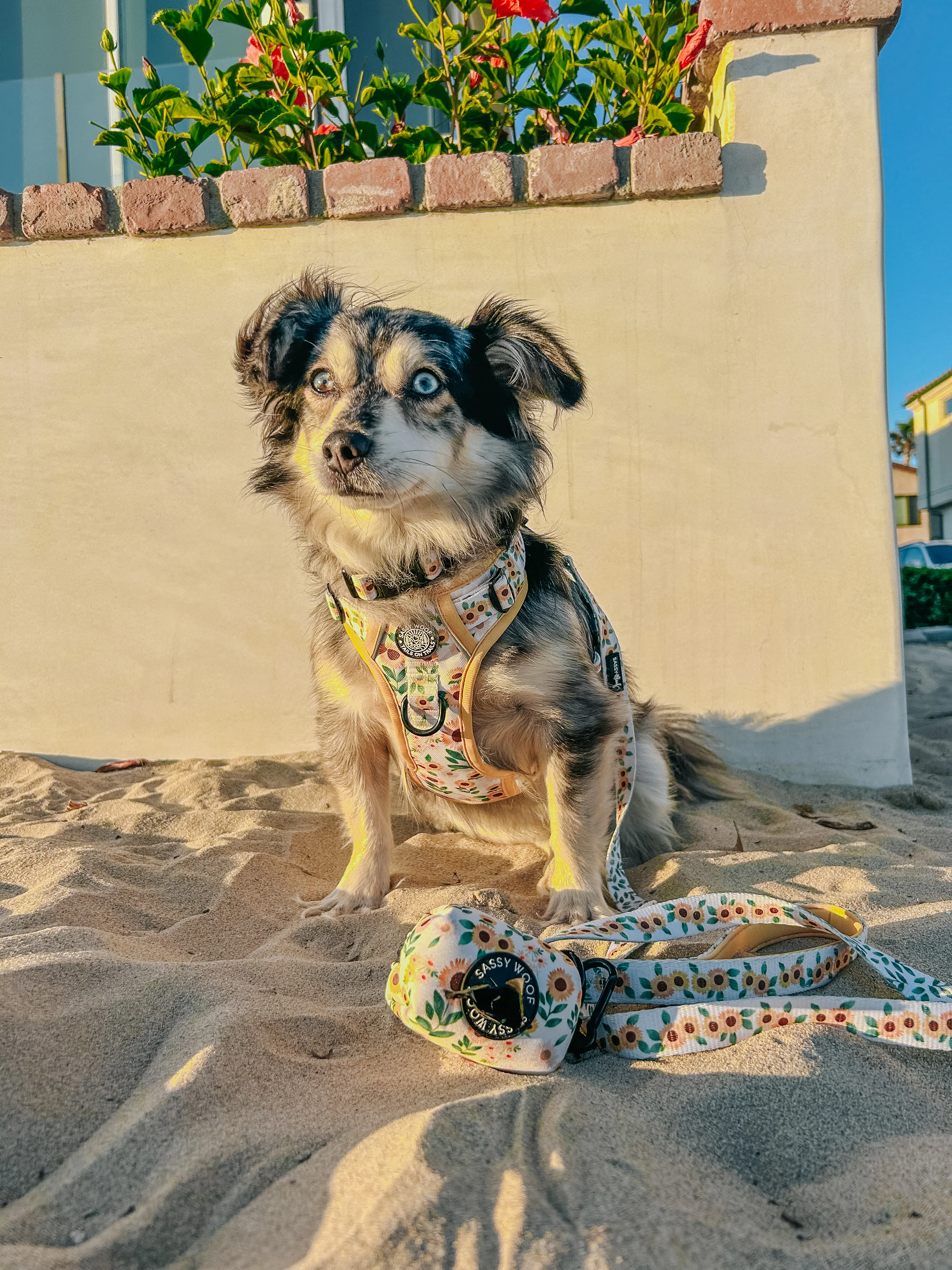 Dog Leash - Sunflower Dreams - Image 9