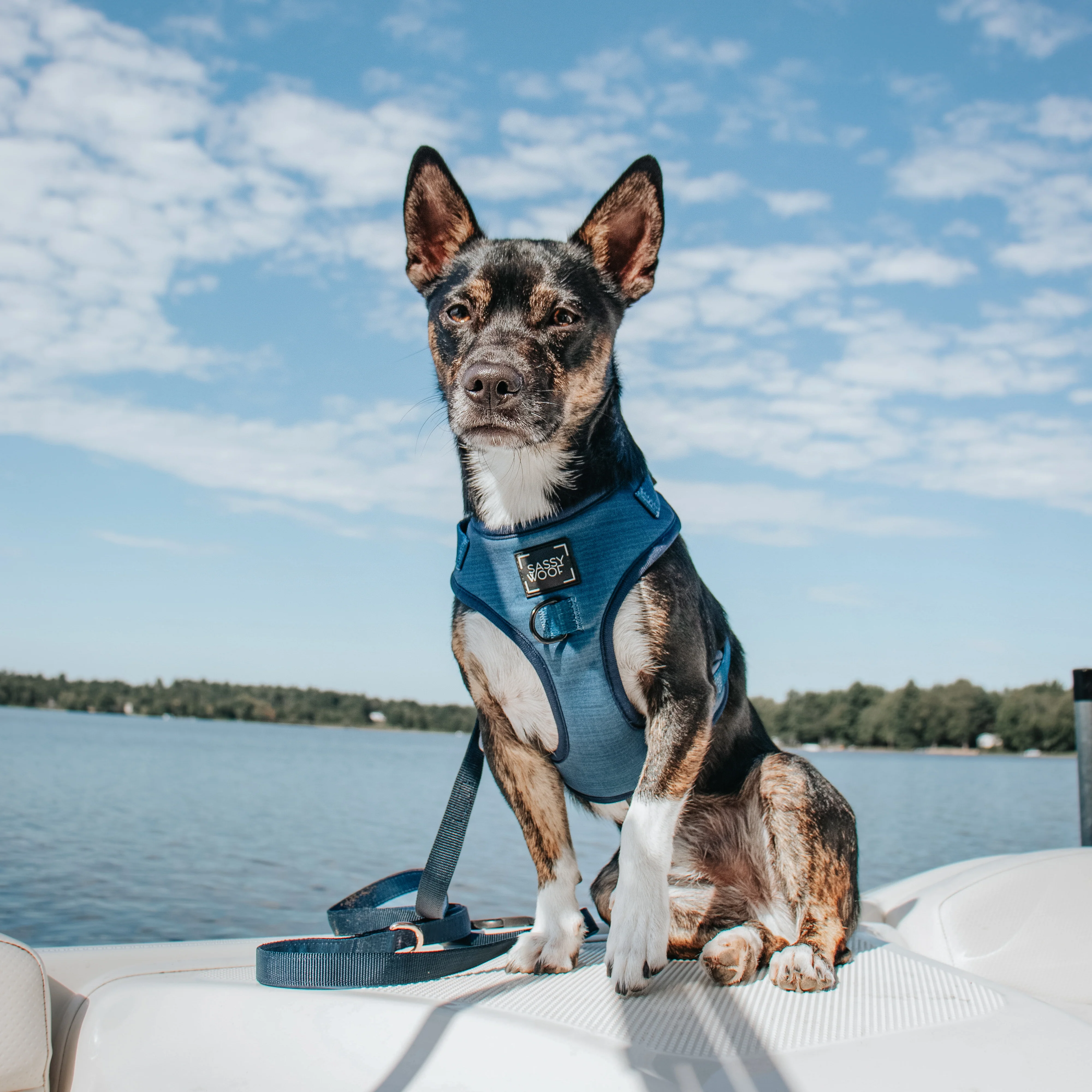 Dog Leash - Twilight - Image 5