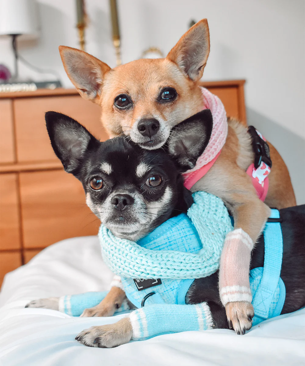 Dog Leg Warmers - Blue - Image 7