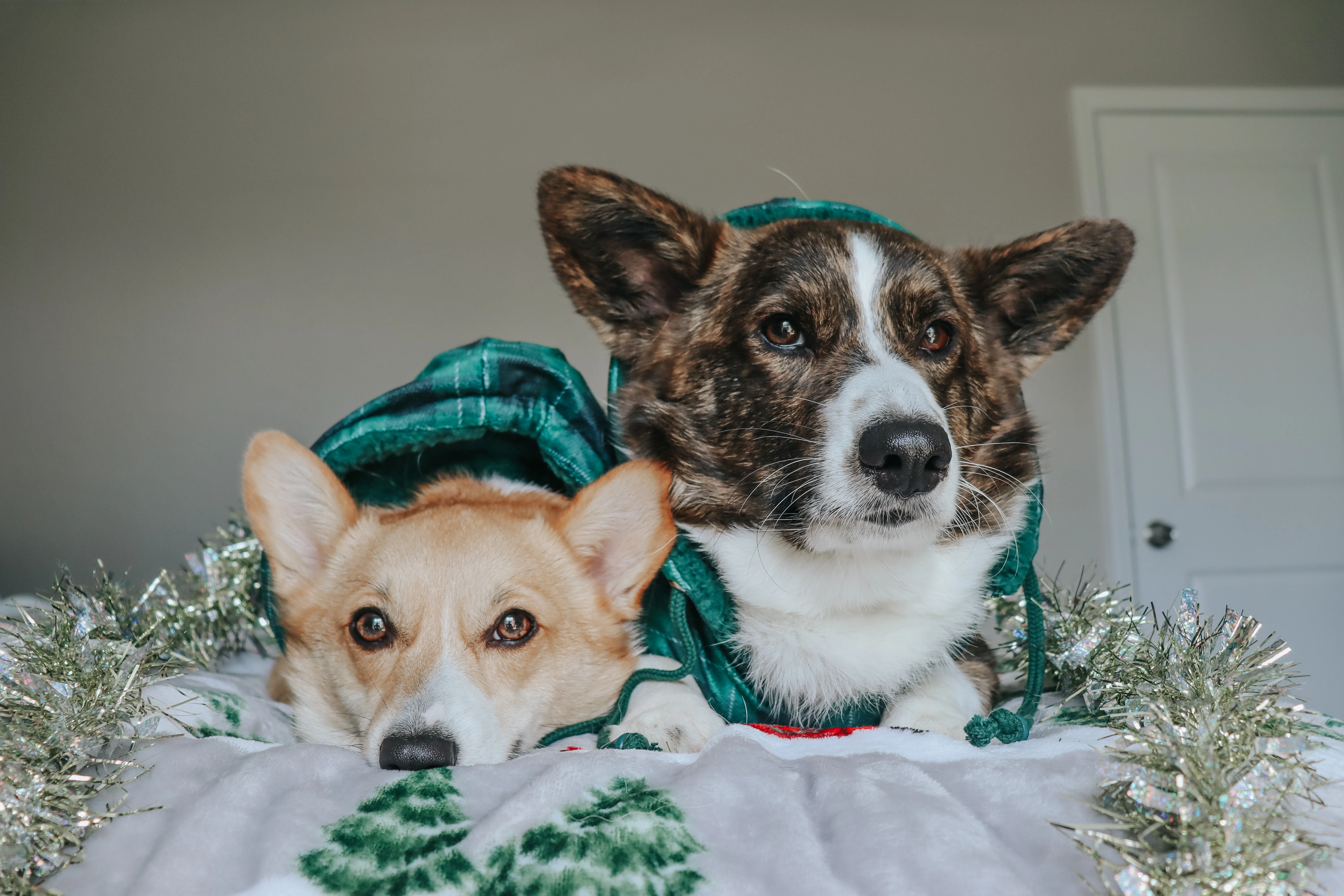 Dog Reversible Sherpa Jacket - Barks of Holly - Image 13