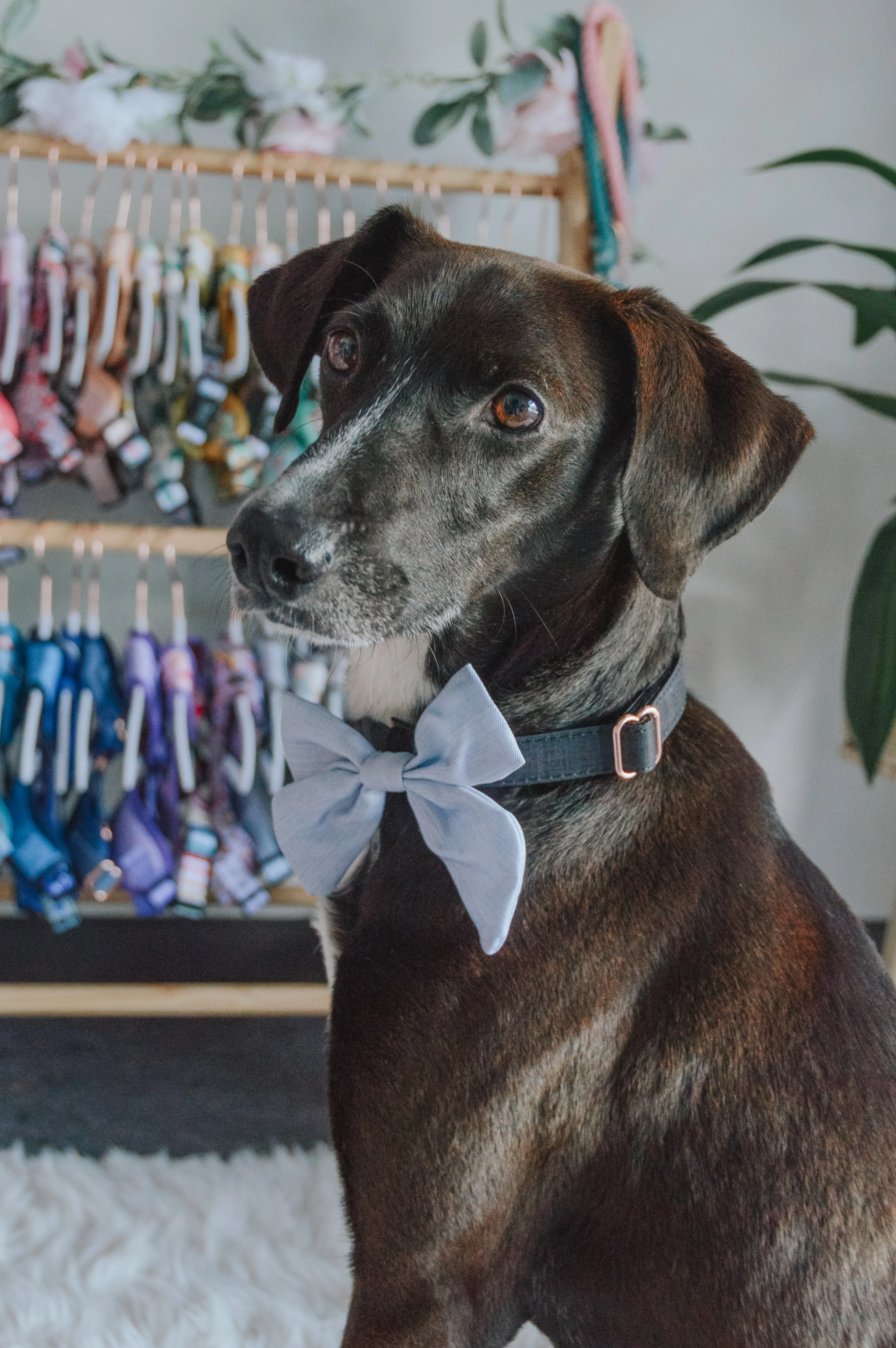 Dog Sailor Bow - 50 Shades of Sass - Image 5