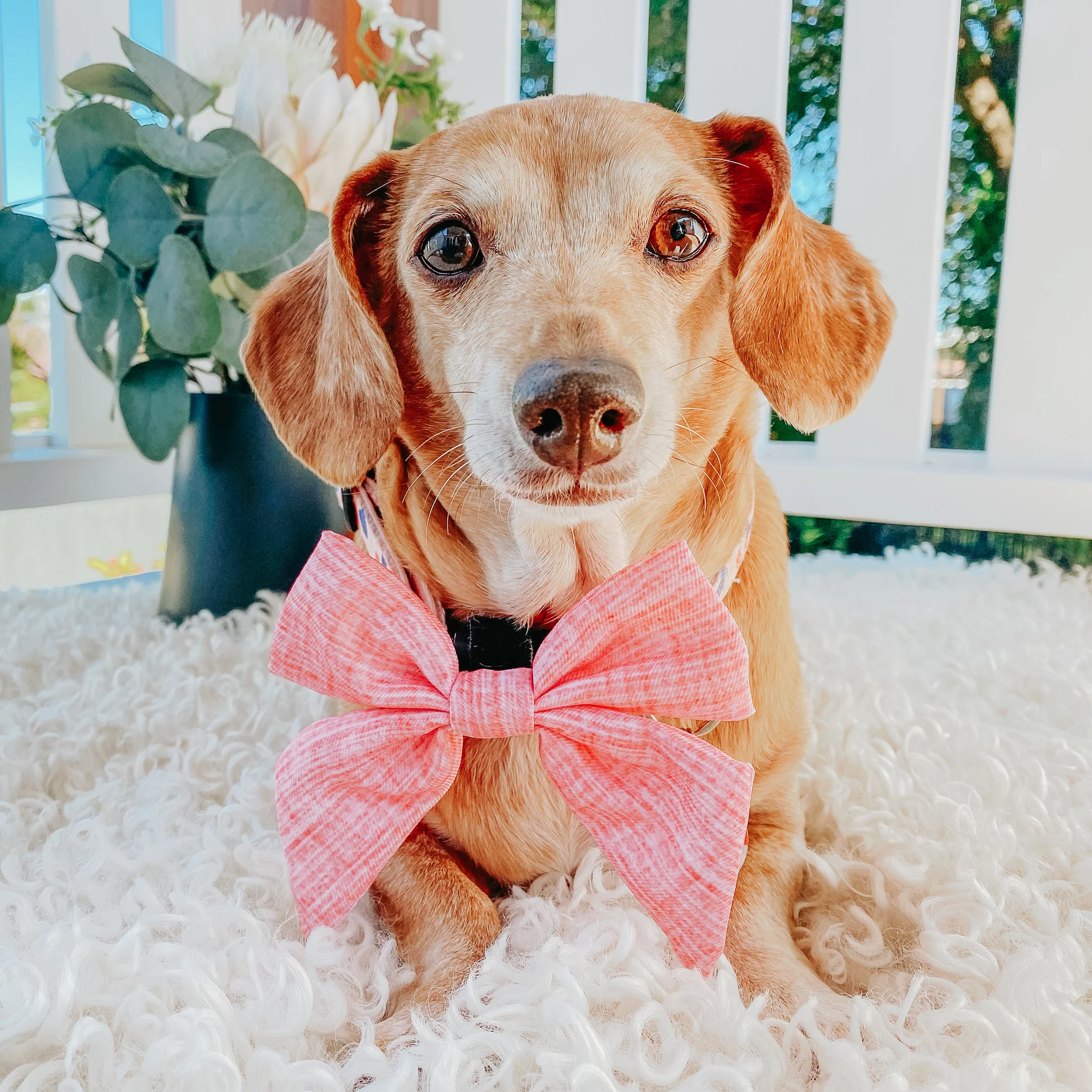 Dog Sailor Bow - Dolce Rose - Image 7