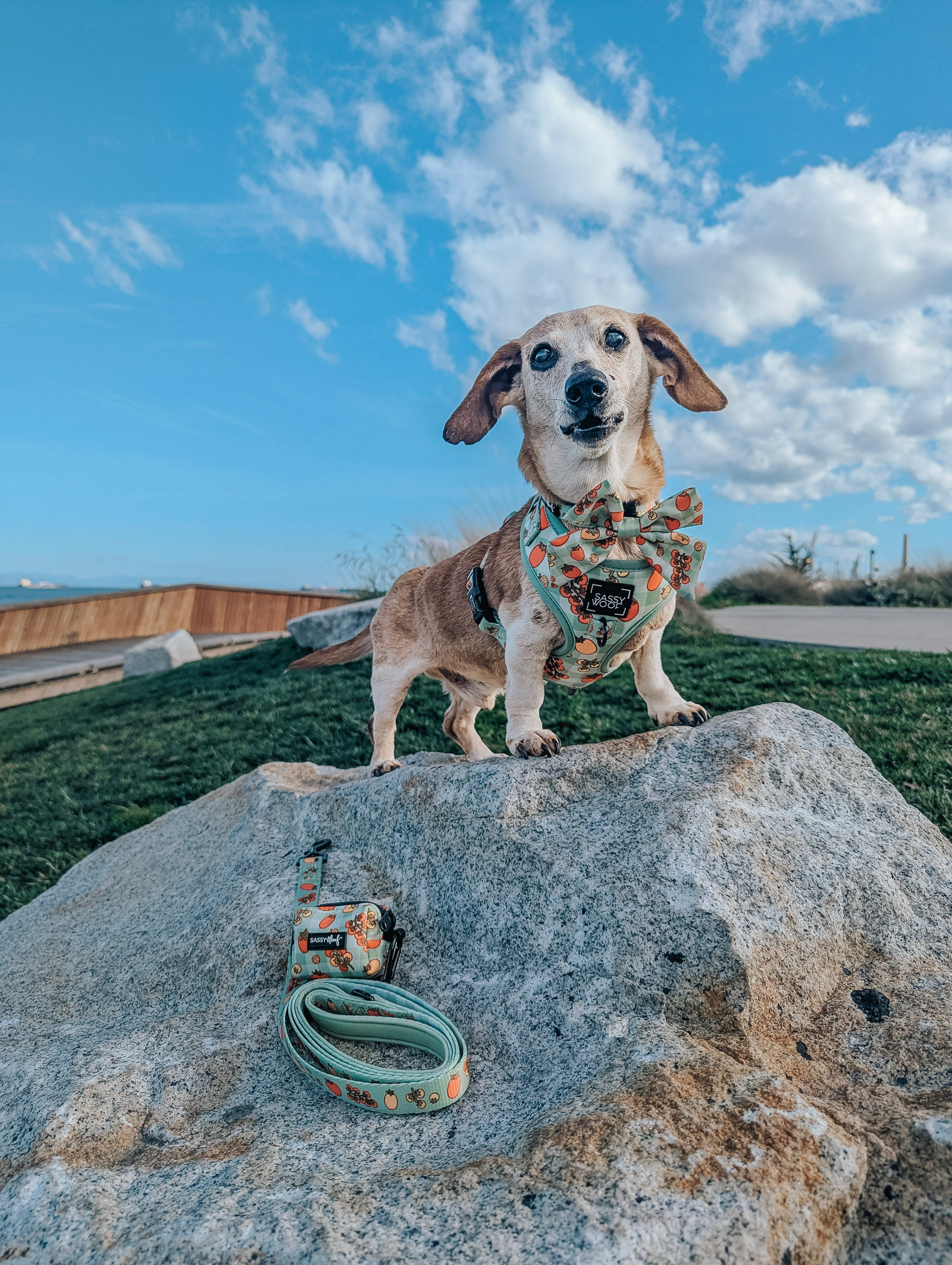 Dog Adjustable Harness - Feeling Vine - Image 7