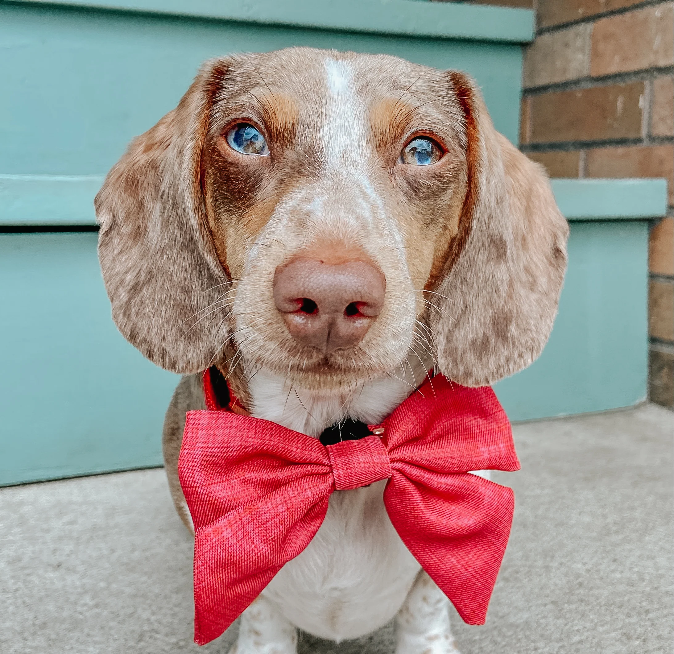 Dog Sailor Bow - Merlot - Image 10