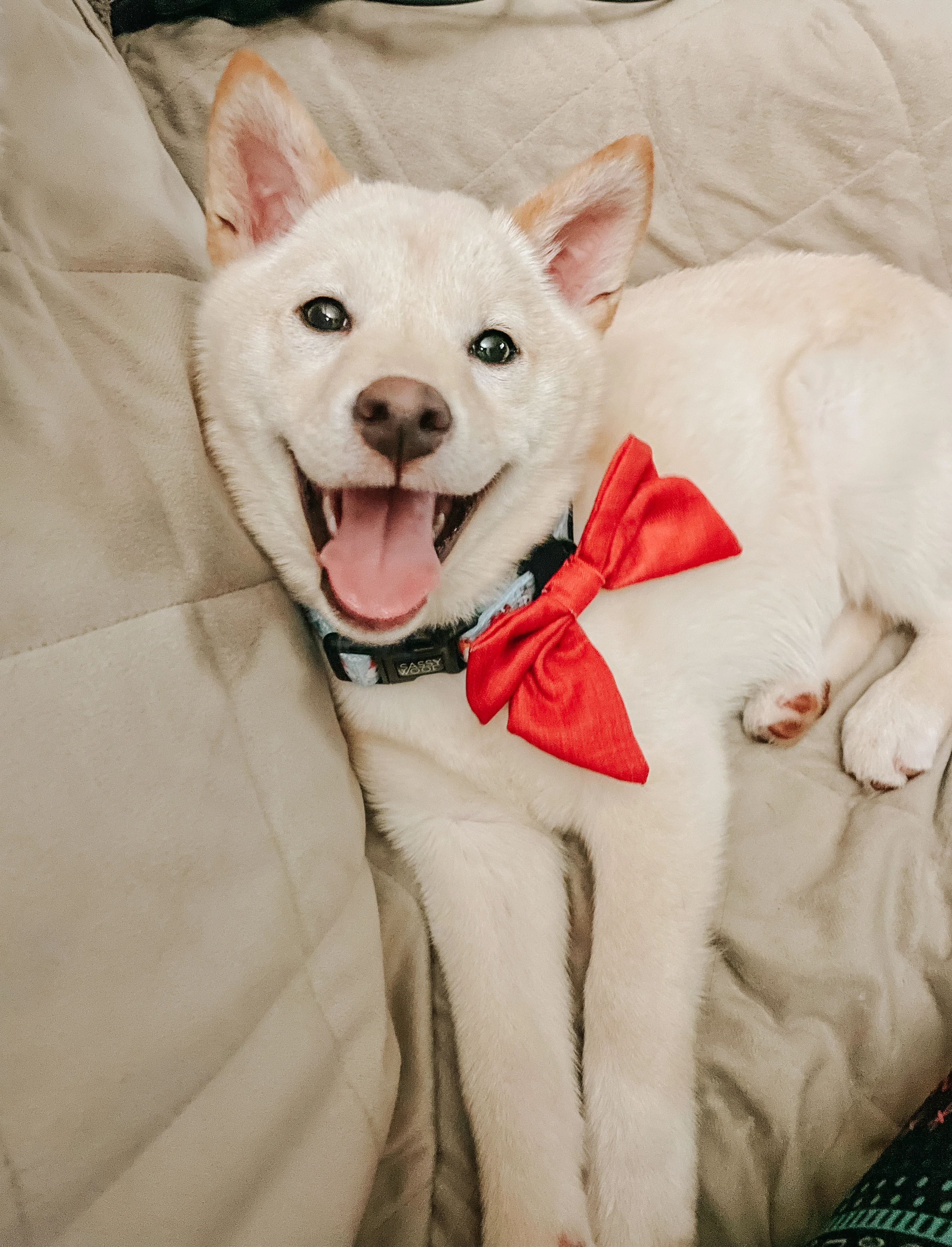 Dog Sailor Bow - Merlot - Image 5