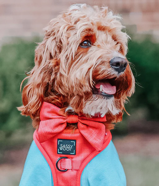 Dog Sailor Bow - Merlot - Image 7